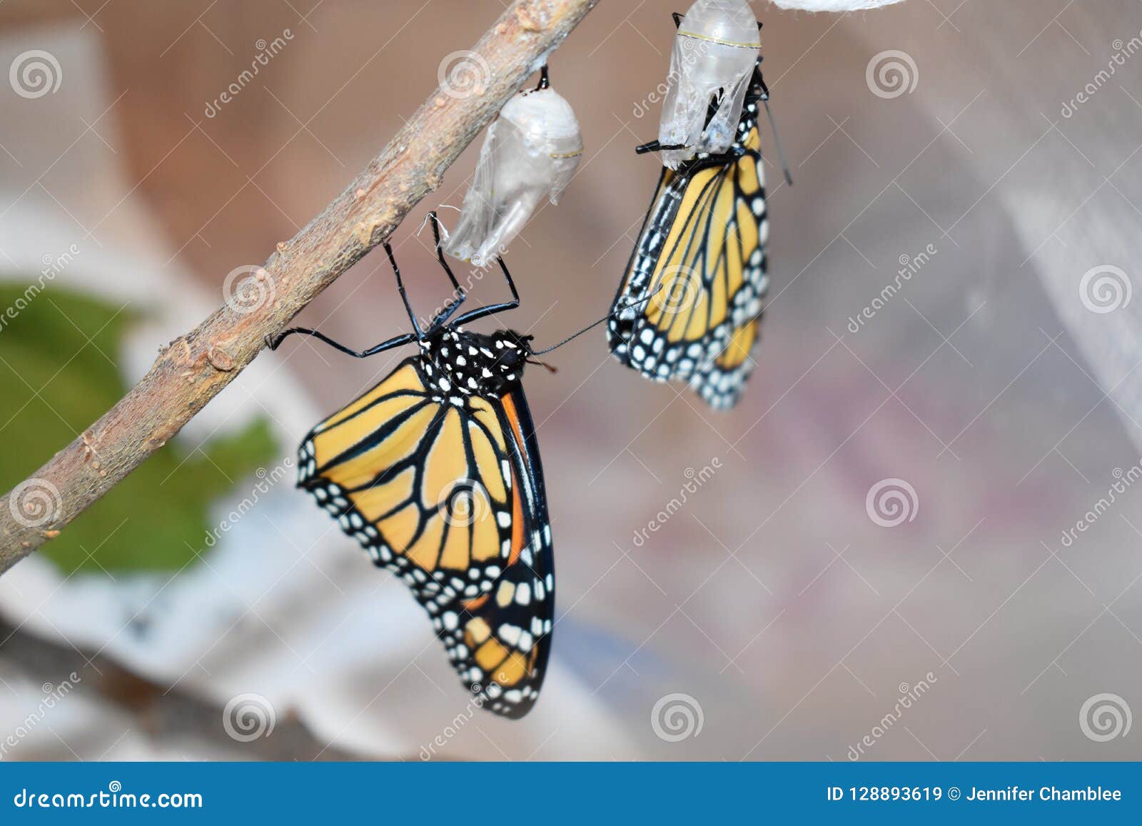 Two Monarch Butterflies Newly Hatched Stock Image Image of wings