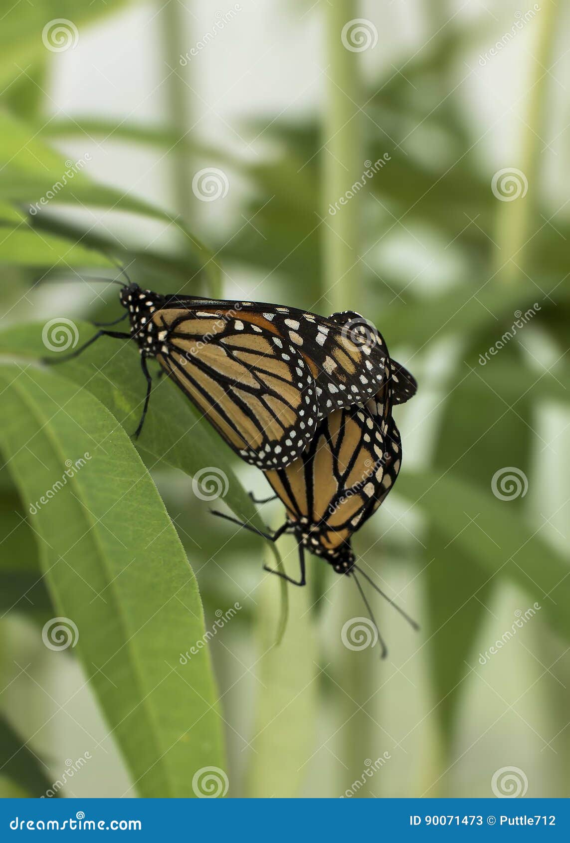 Two Monarchs on a Leaf stock image. Image of bugs, meadow - 90071473