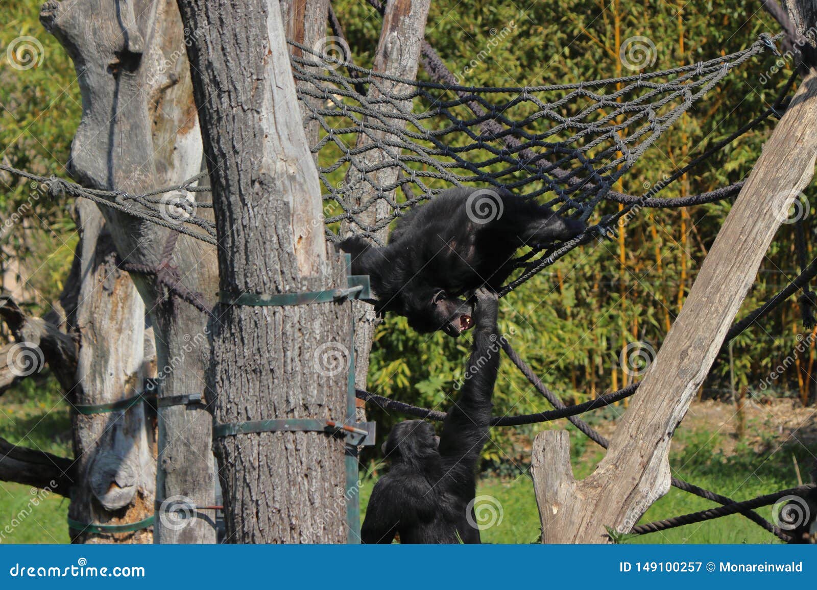 Two Monkey Climbing and Having Fun on Branches in Zoo in Germany. Editorial Photography Image