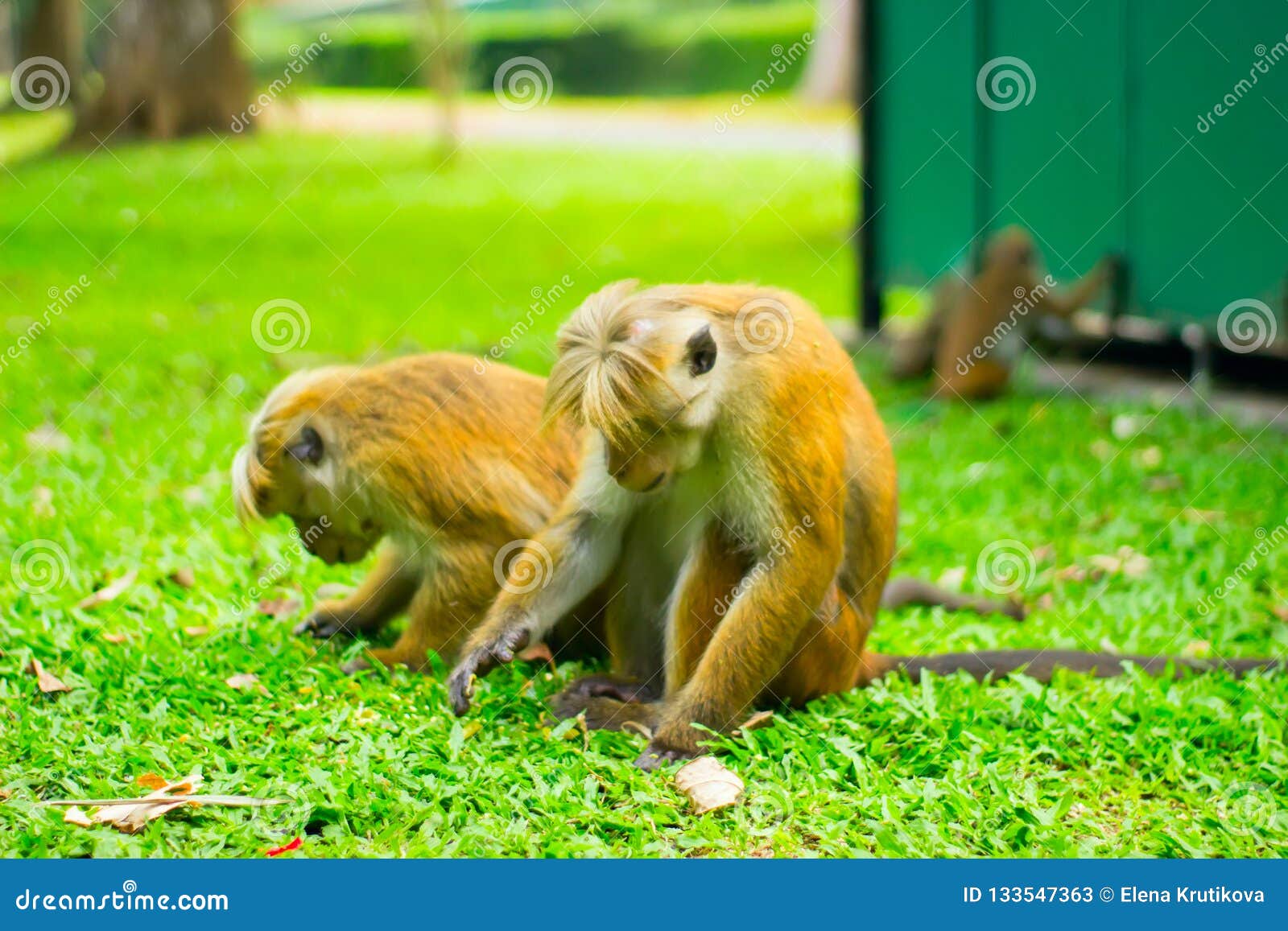 Two Monkeys Looking for Something in Grass Stock Image Image of