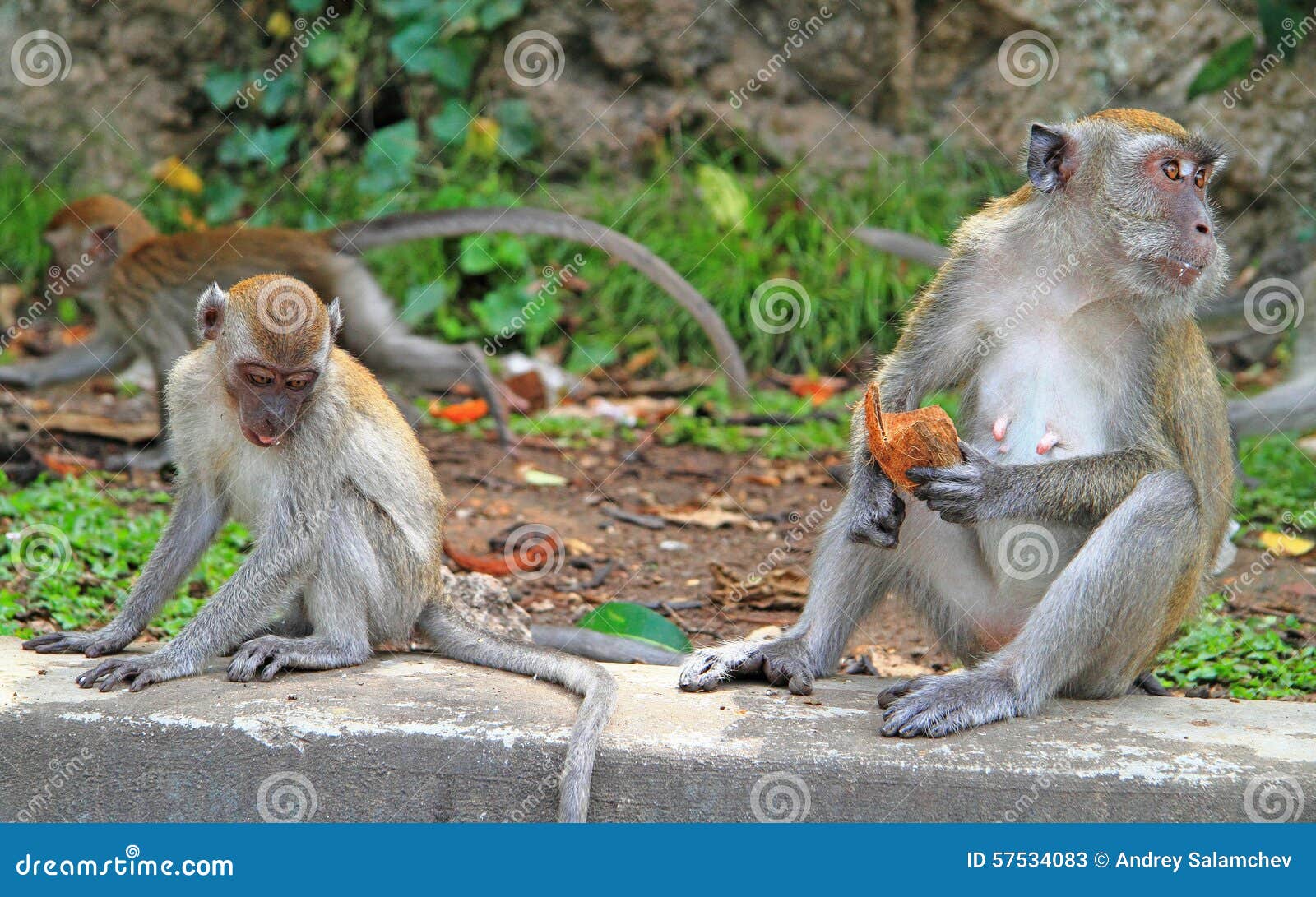 Two Monkeys are Sitting on Concrete, Batu Caves Stock Image - Image of