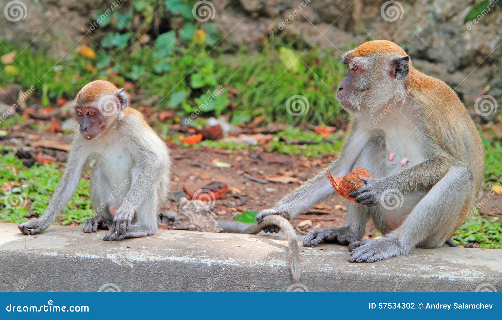 Two Monkeys Are Sitting On Concrete, Batu Caves Stock Photo - Image of