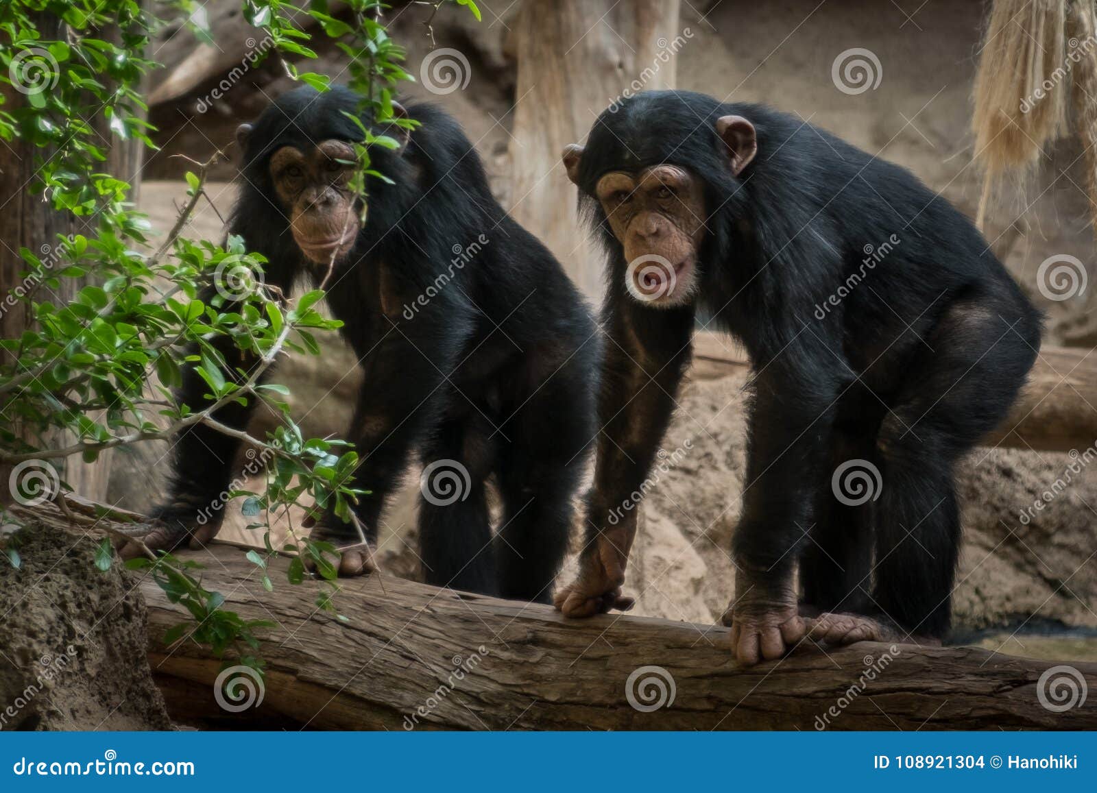 two monkeys in zoo - two chimpanse monkeys outdoor