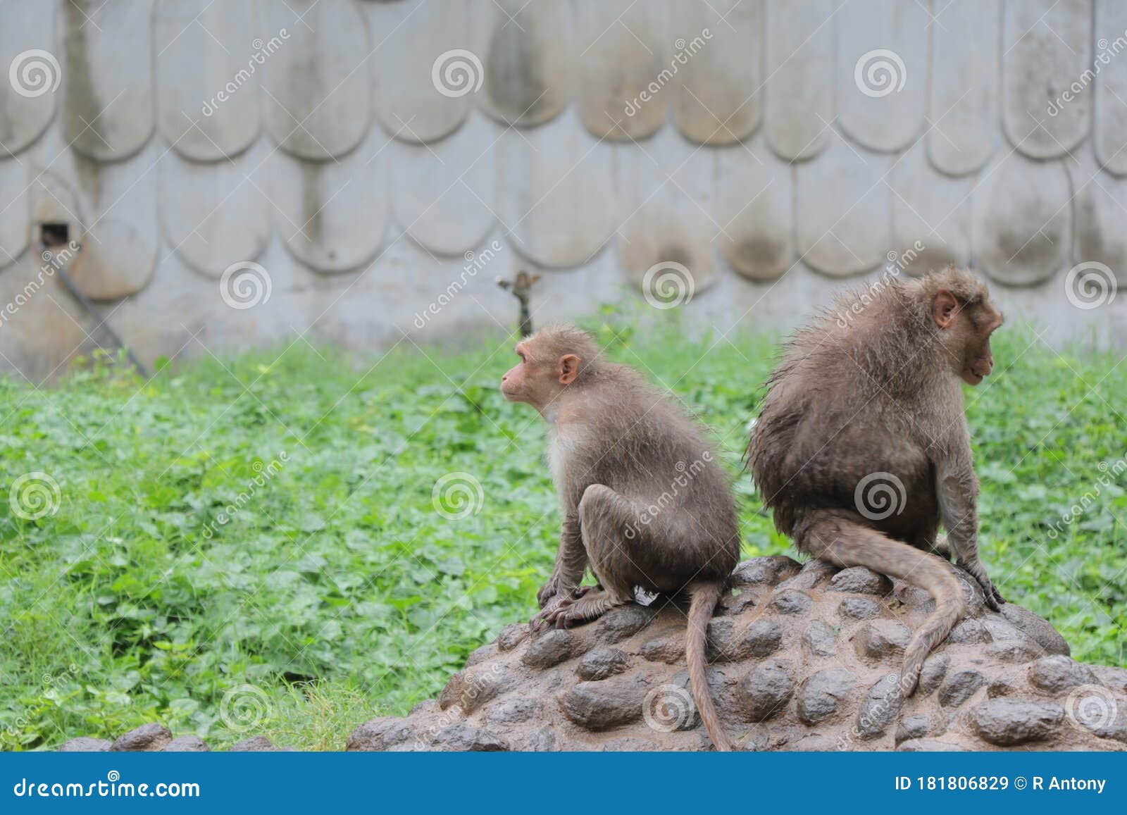 two monkeys in a zoo, gwalior, madhyapradesh, india