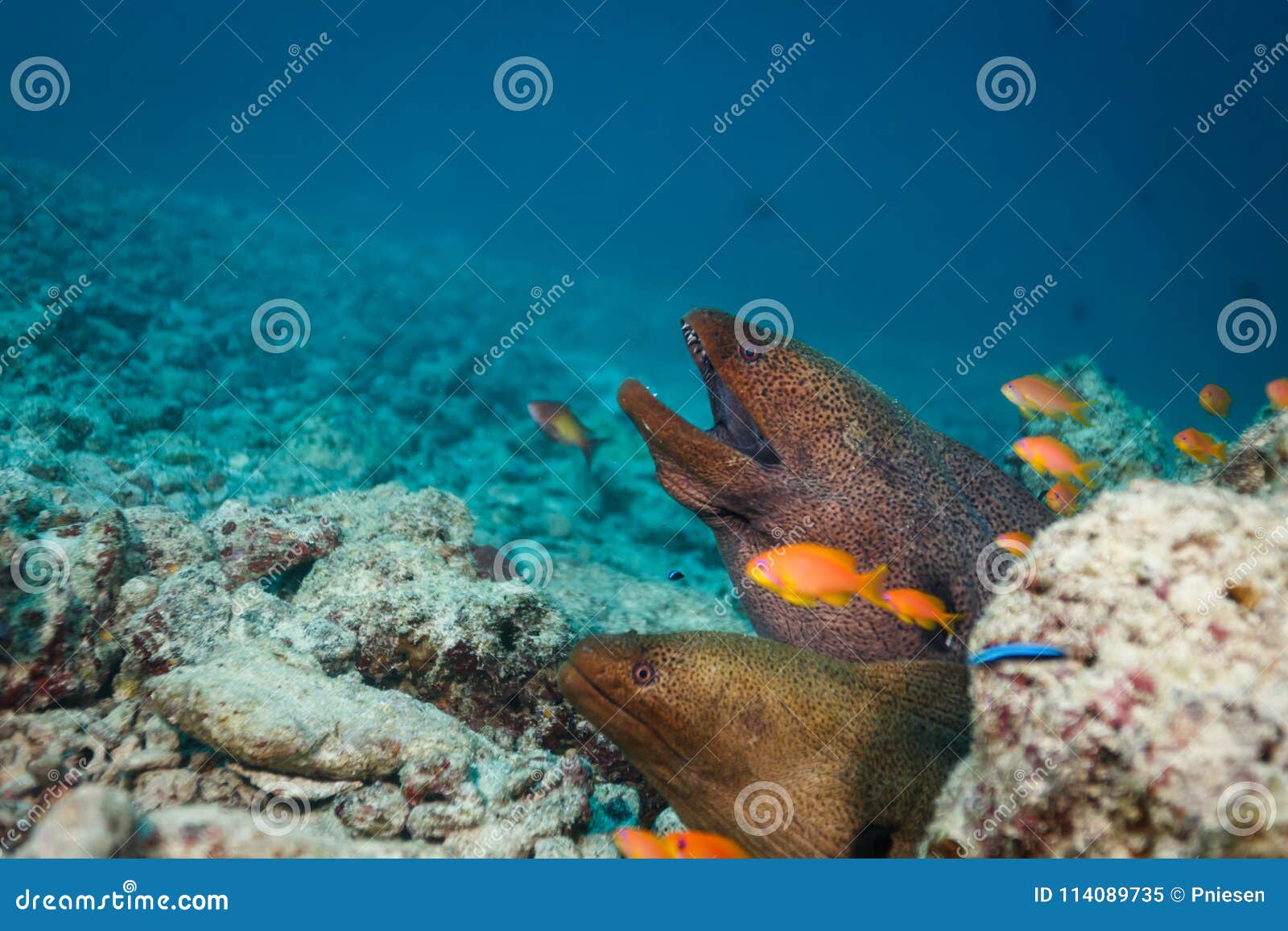 Two Moray Eels Sharing a Cave in the Coral Reef Stock Image Image of