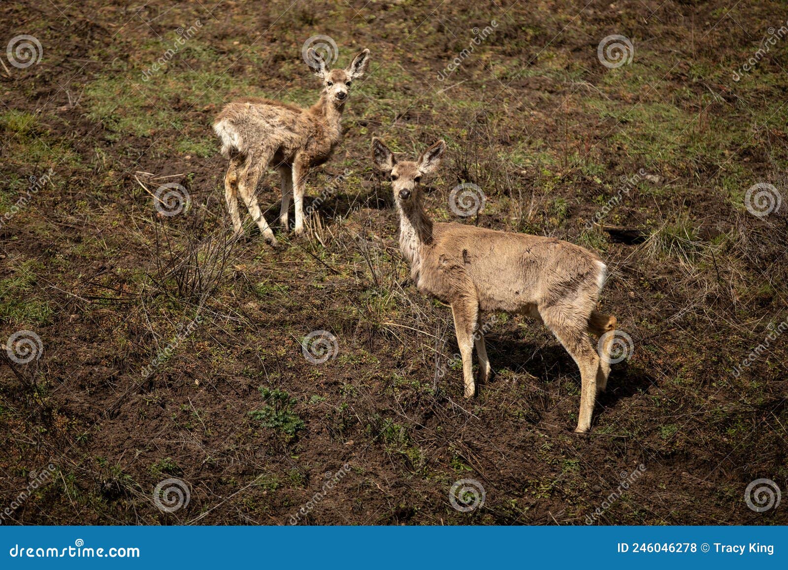 Two Mule deer in Idaho stock photo. Image of season 246046278