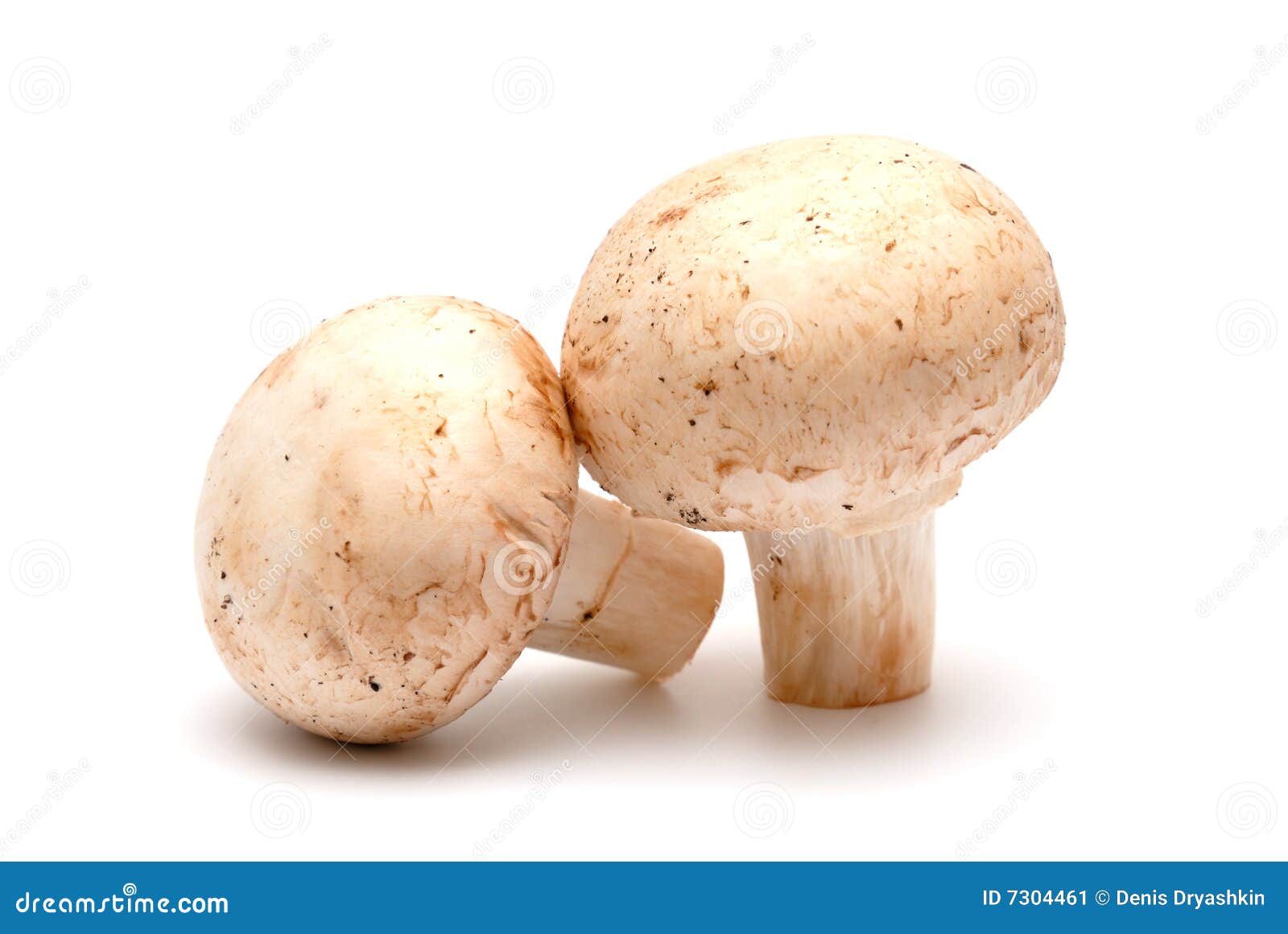 two-mushrooms-champignon-7304461.jpg