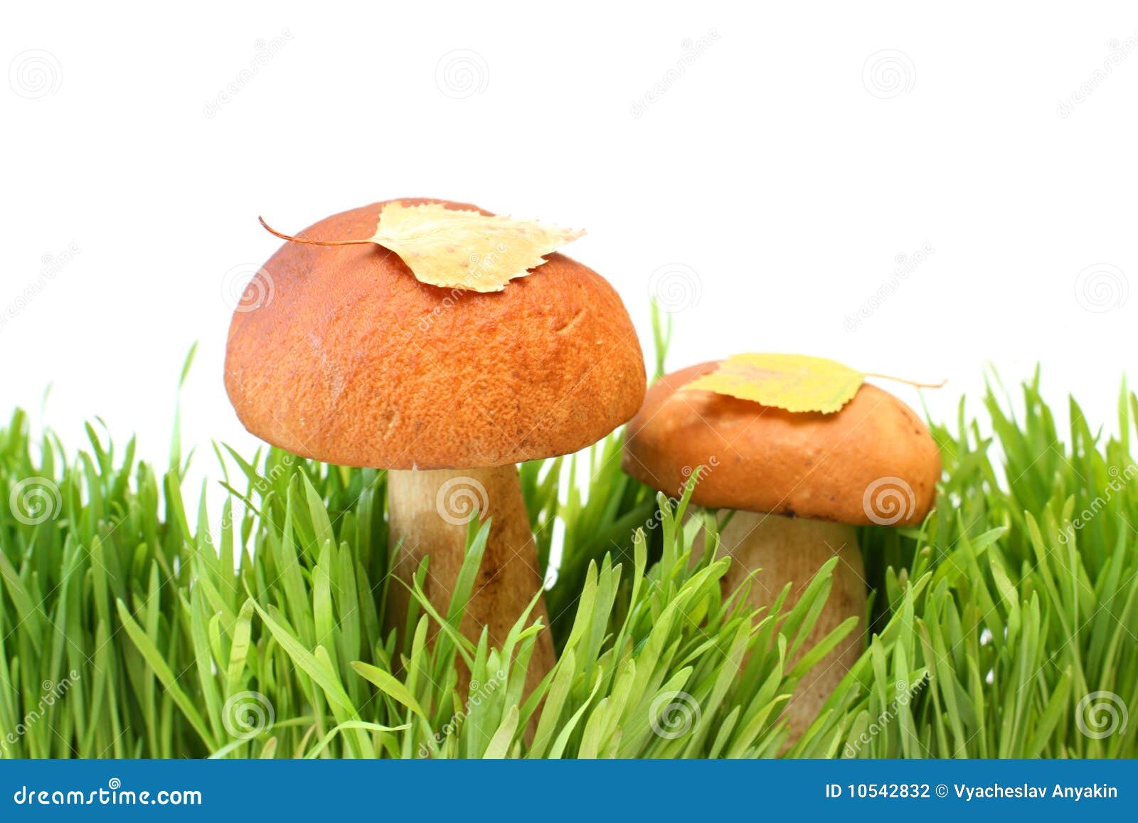 two mushrooms in a grass