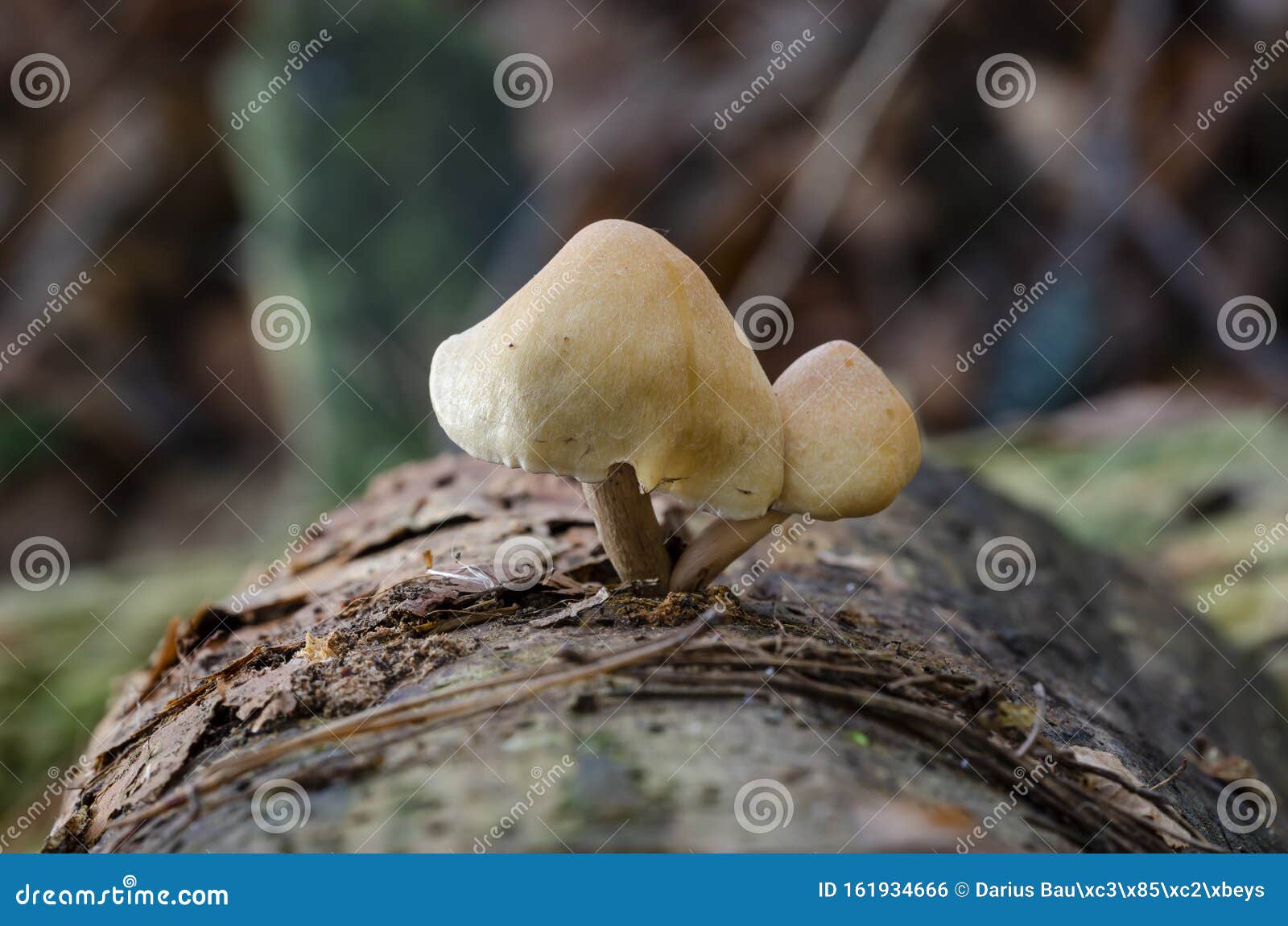 Two Mushrooms Grow on Log of Pine Stock Photo Image of wild, fungus