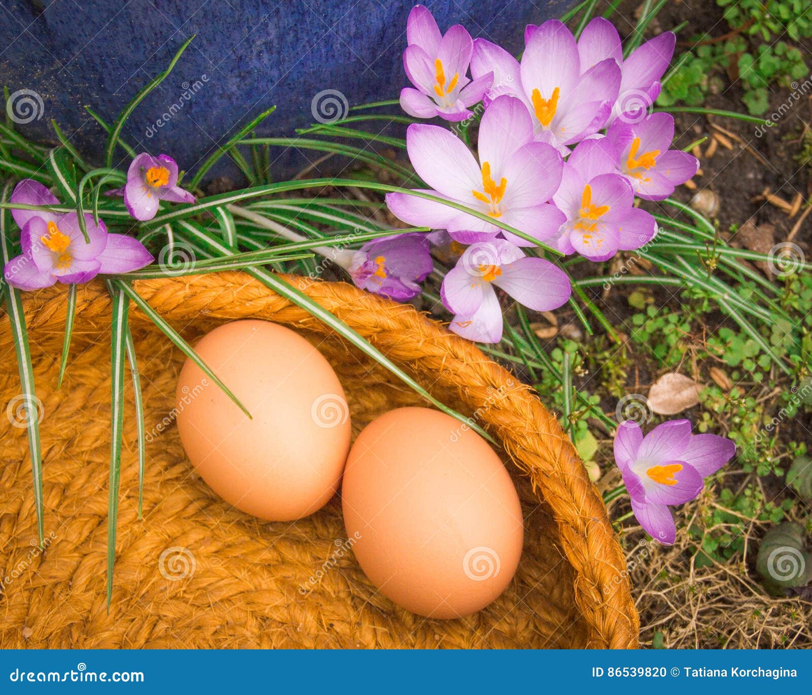 Two Natural Eggs in Basket with Plants. Stock Photo Image of blue, garden 86539820