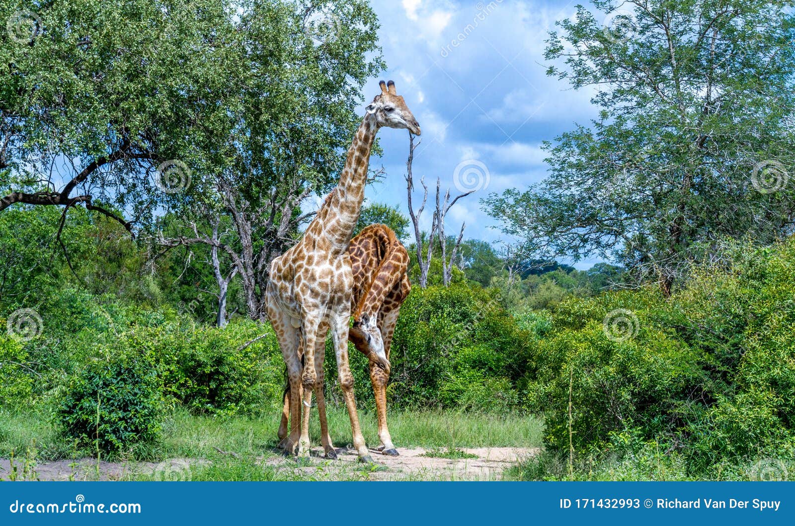 necking giraffes  in the kruger park