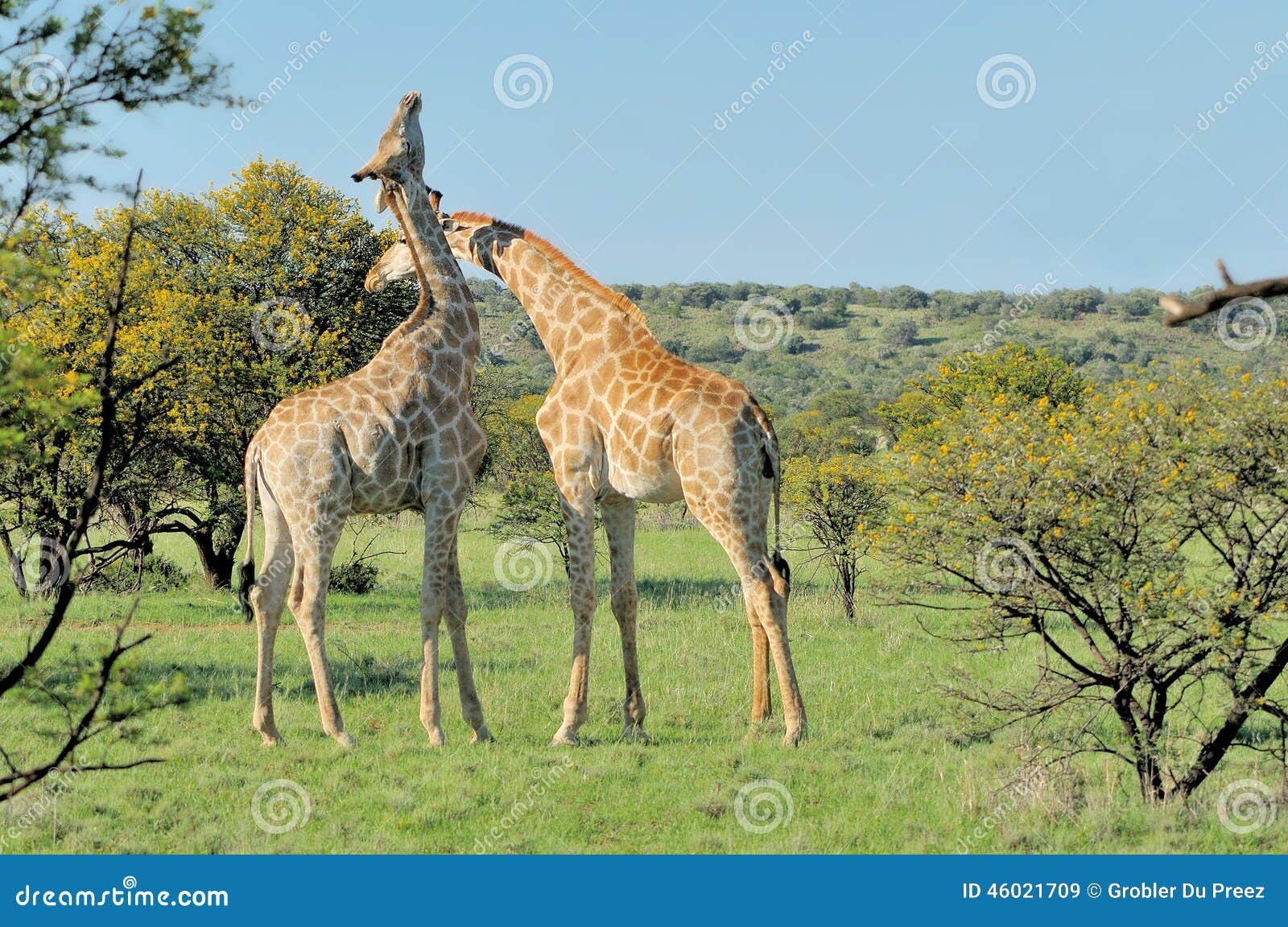 two necking giraffes