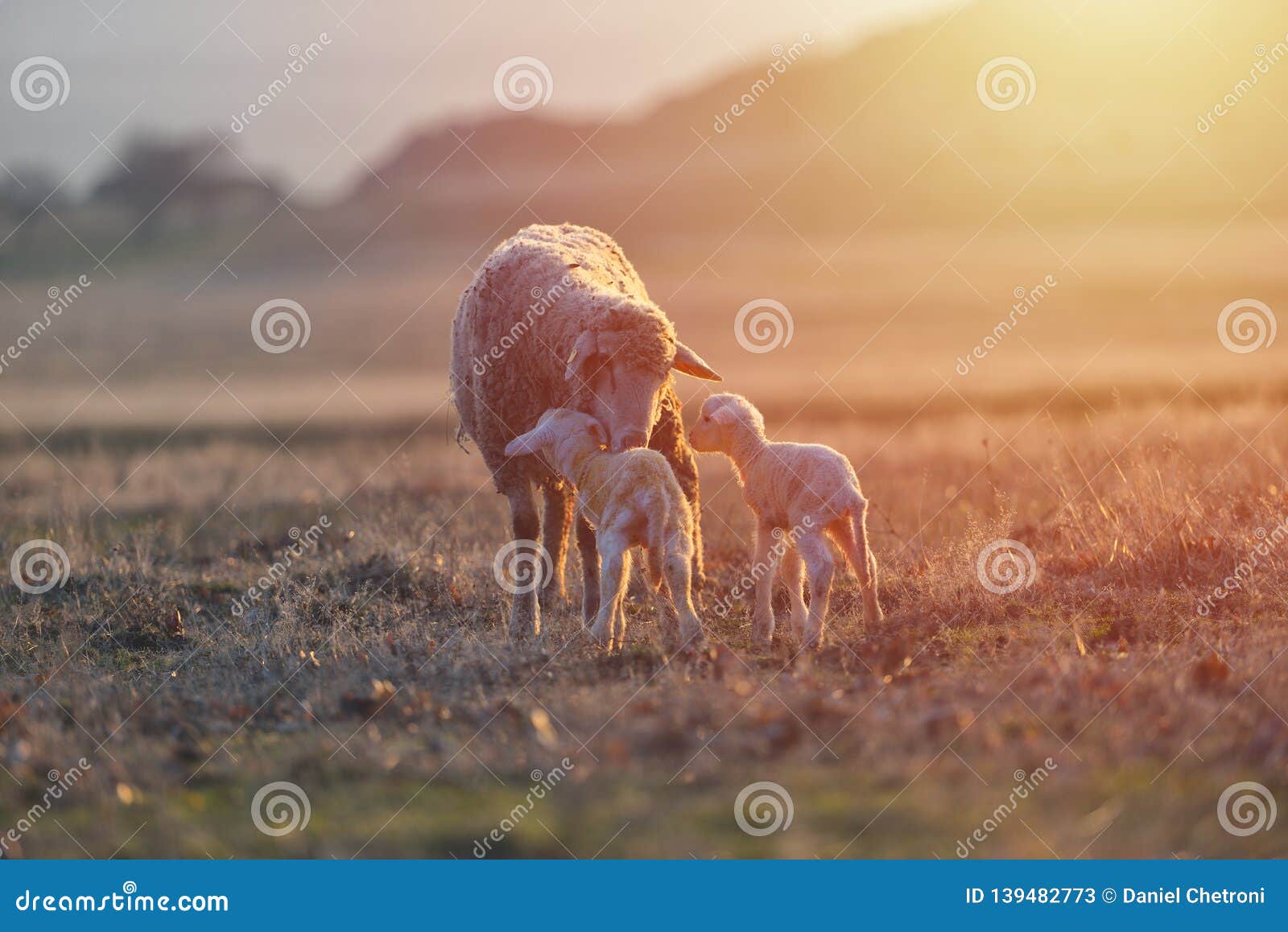Two Newborn Lambs and Sheep on Field in Warm Sunset Light Stock Image