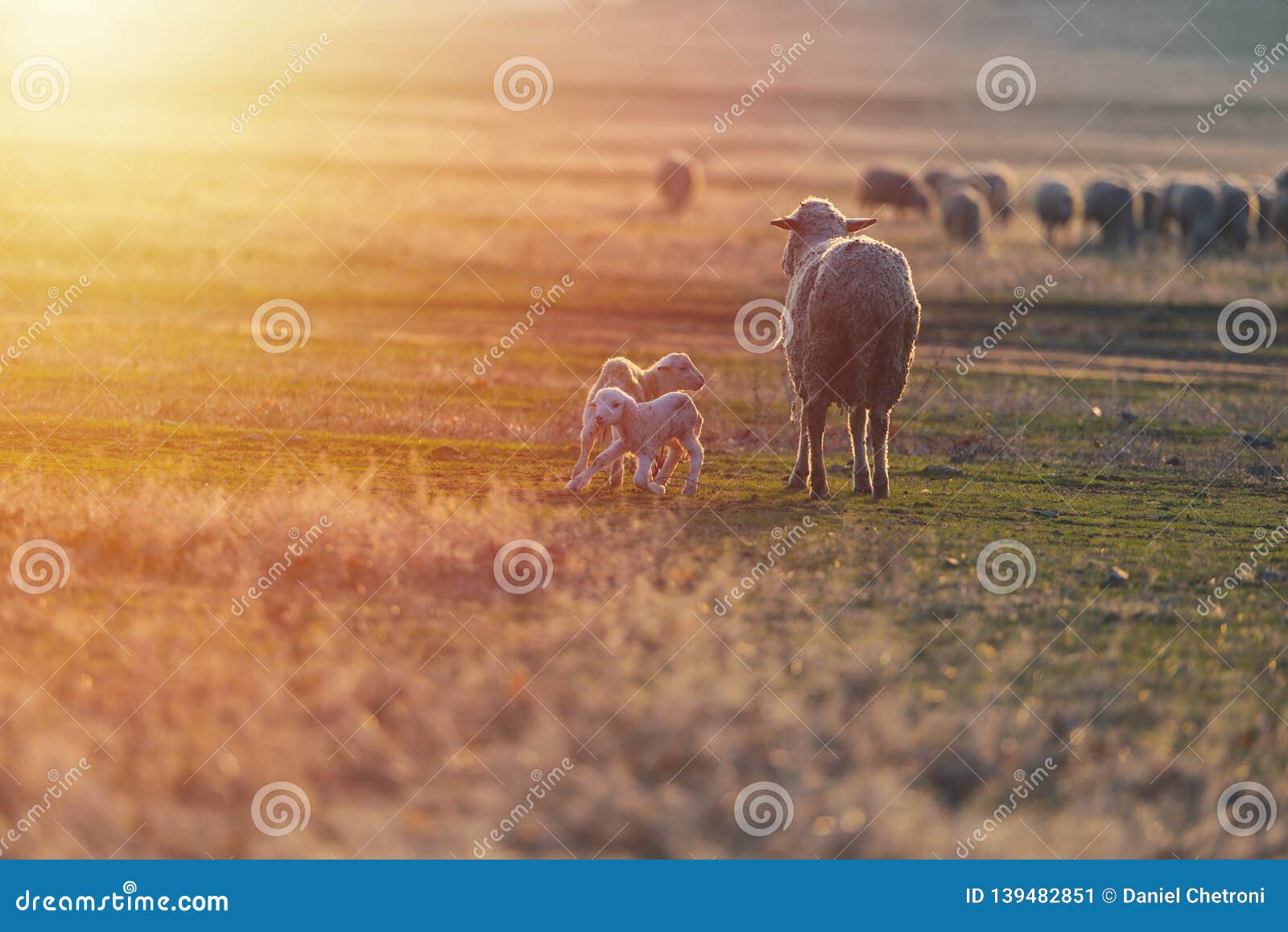 Two Newborn Lambs and Sheep on Field in Warm Sunset Light Stock Image