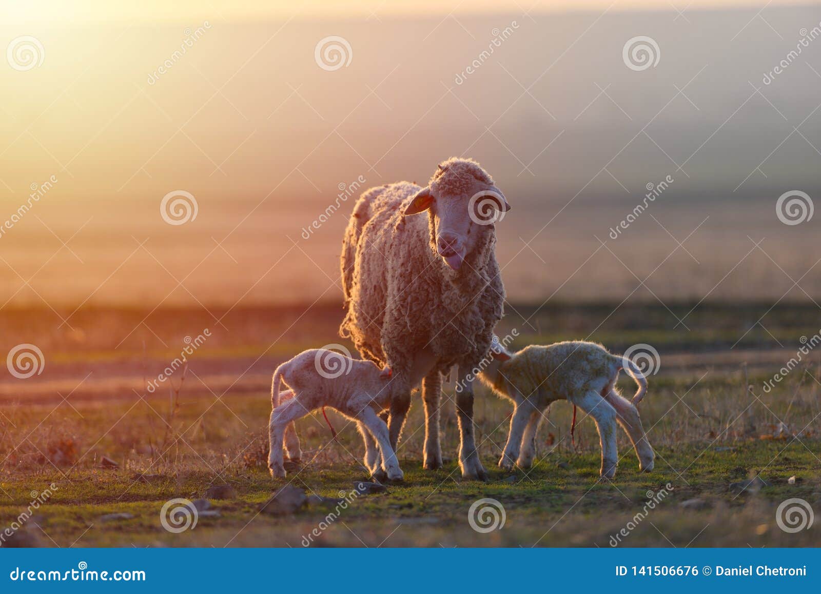 Two Newborn Lambs and Sheep on Field in Warm Sunset Light Stock Photo
