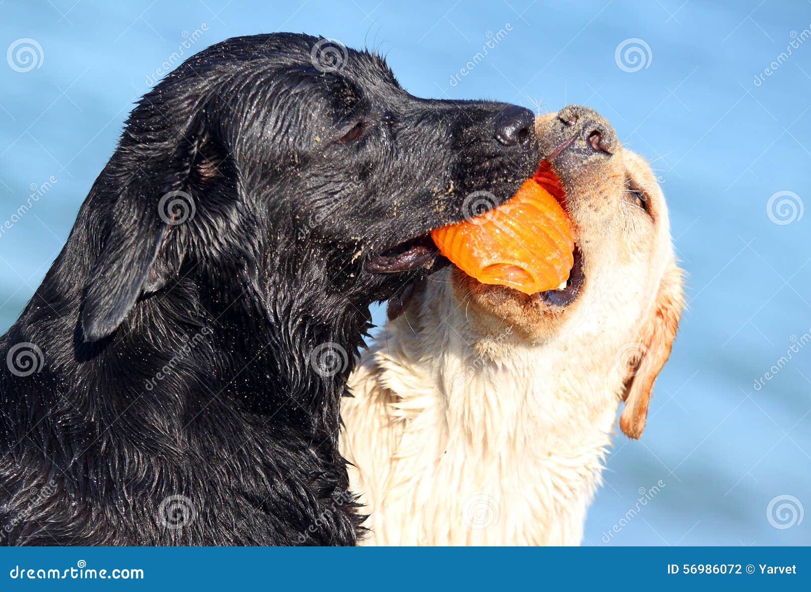 Two Nice Labradors at the Sea Playing with a Ball Stock Photo Image