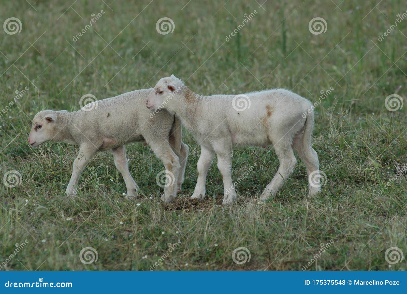 two little lambs in the field of  the pedroches