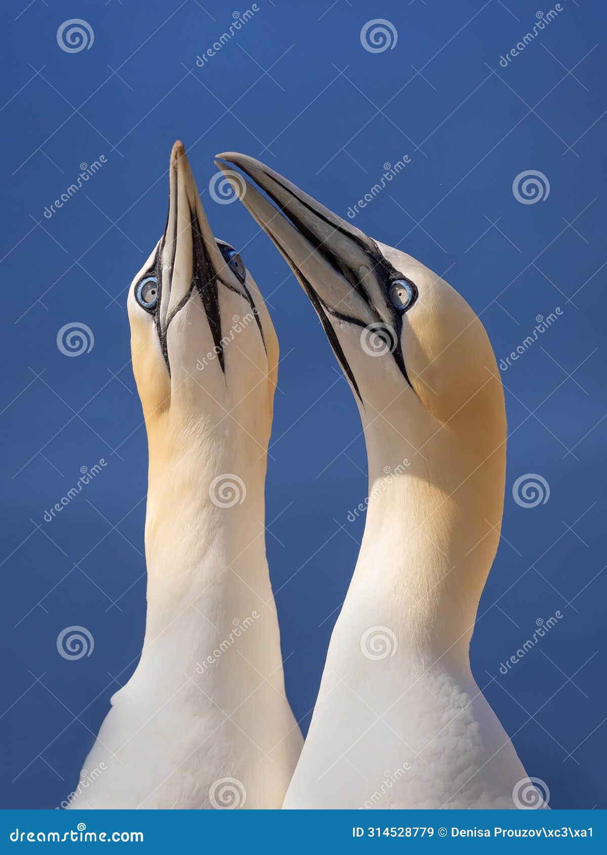 two norhtern gannet terns in the wild