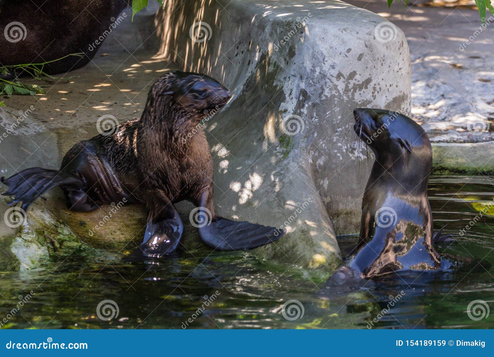 Two Northern Fur Seals Playing in the Water. Animals of Ocean and Sea ...