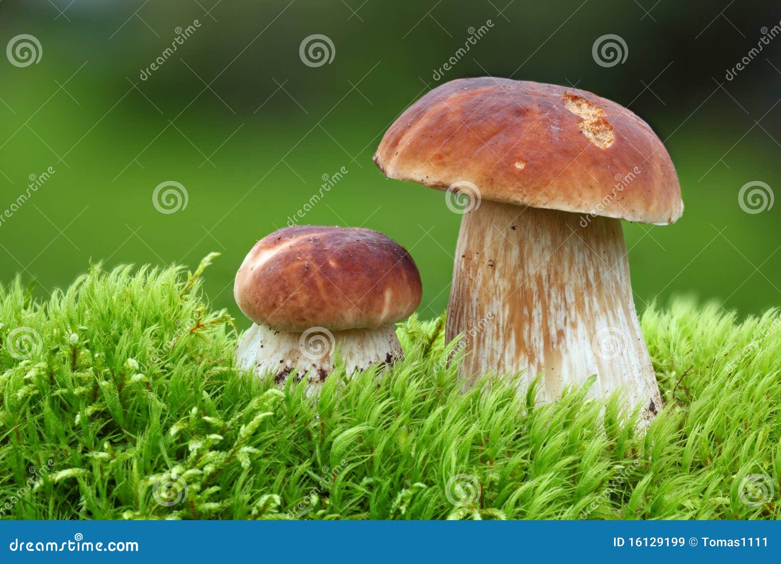 Two Oak Mushrooms stock image. Image of delicacy, cook 16129199