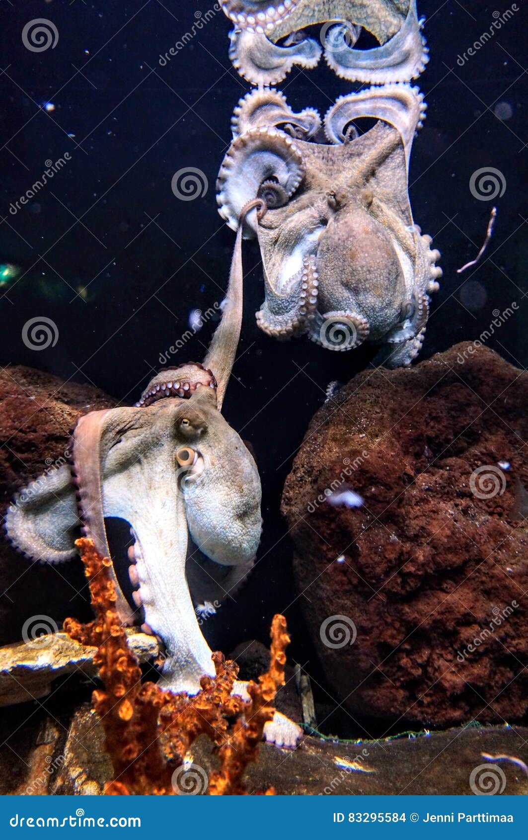Two Octopuses Holding Hands. Stock Photo Image of friendship