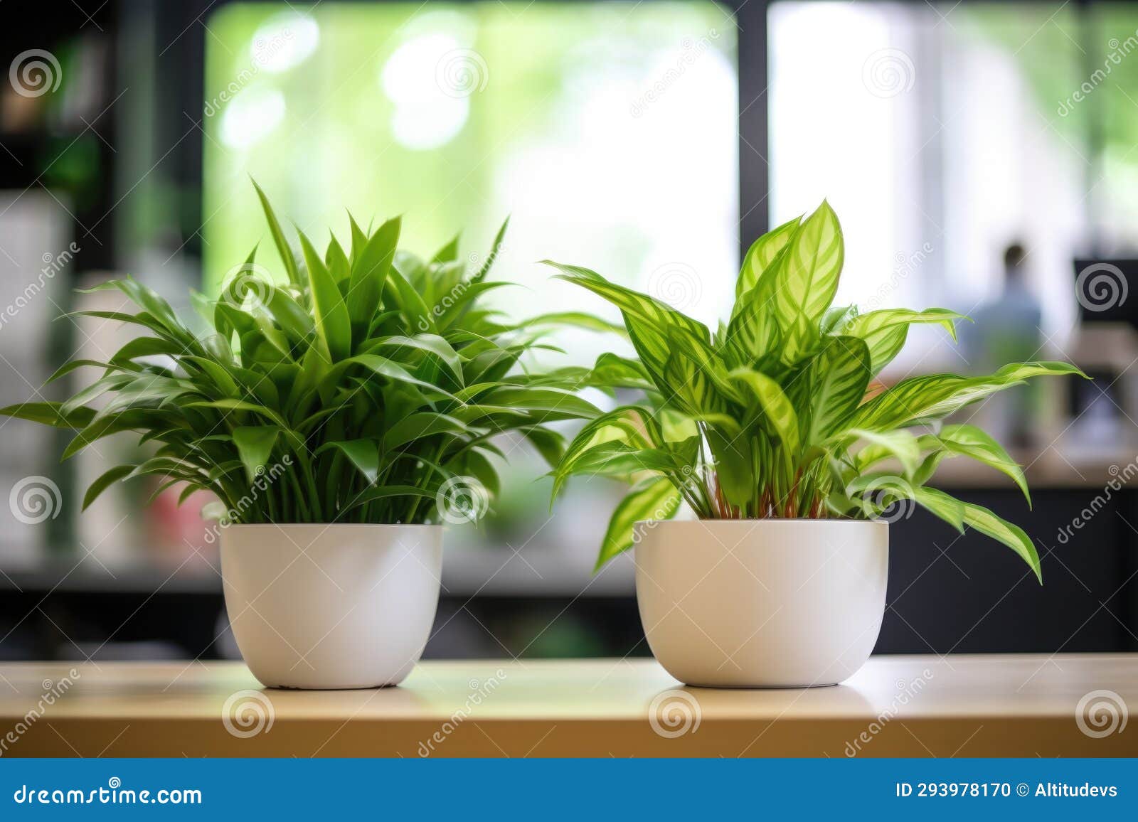 Two Office Plants Touching Leaves in a Workspace Stock Illustration