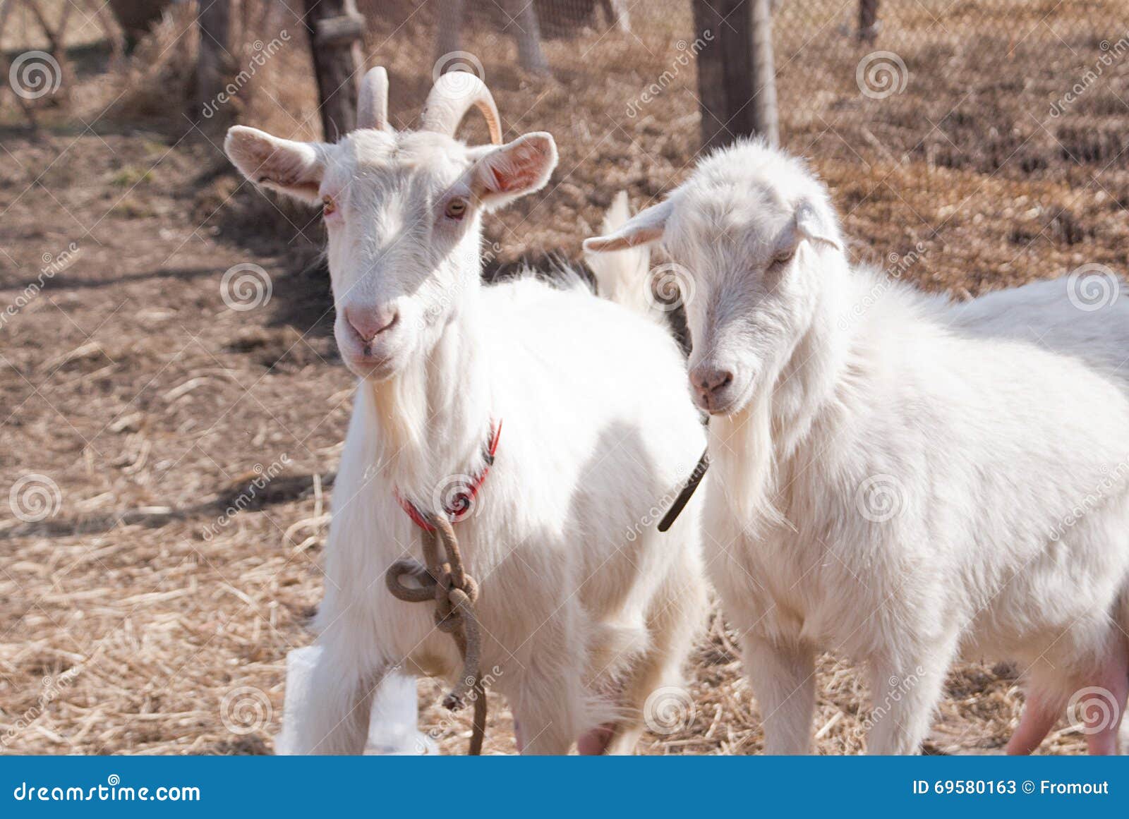 Two old goats stock image. Image of pair, nature, together - 69580163