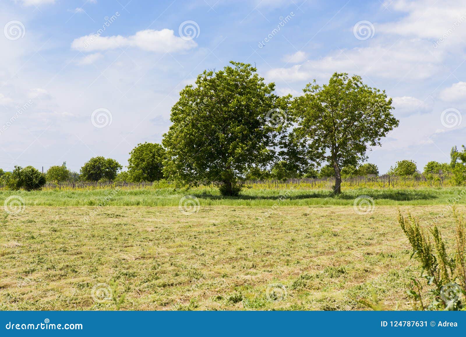 Two Old Nut Trees in a Agriculture Field Stock Image - Image of winter ...