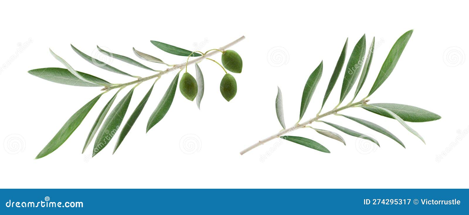 Two Olive Branches Leaves Isolated on White Background Stock Image