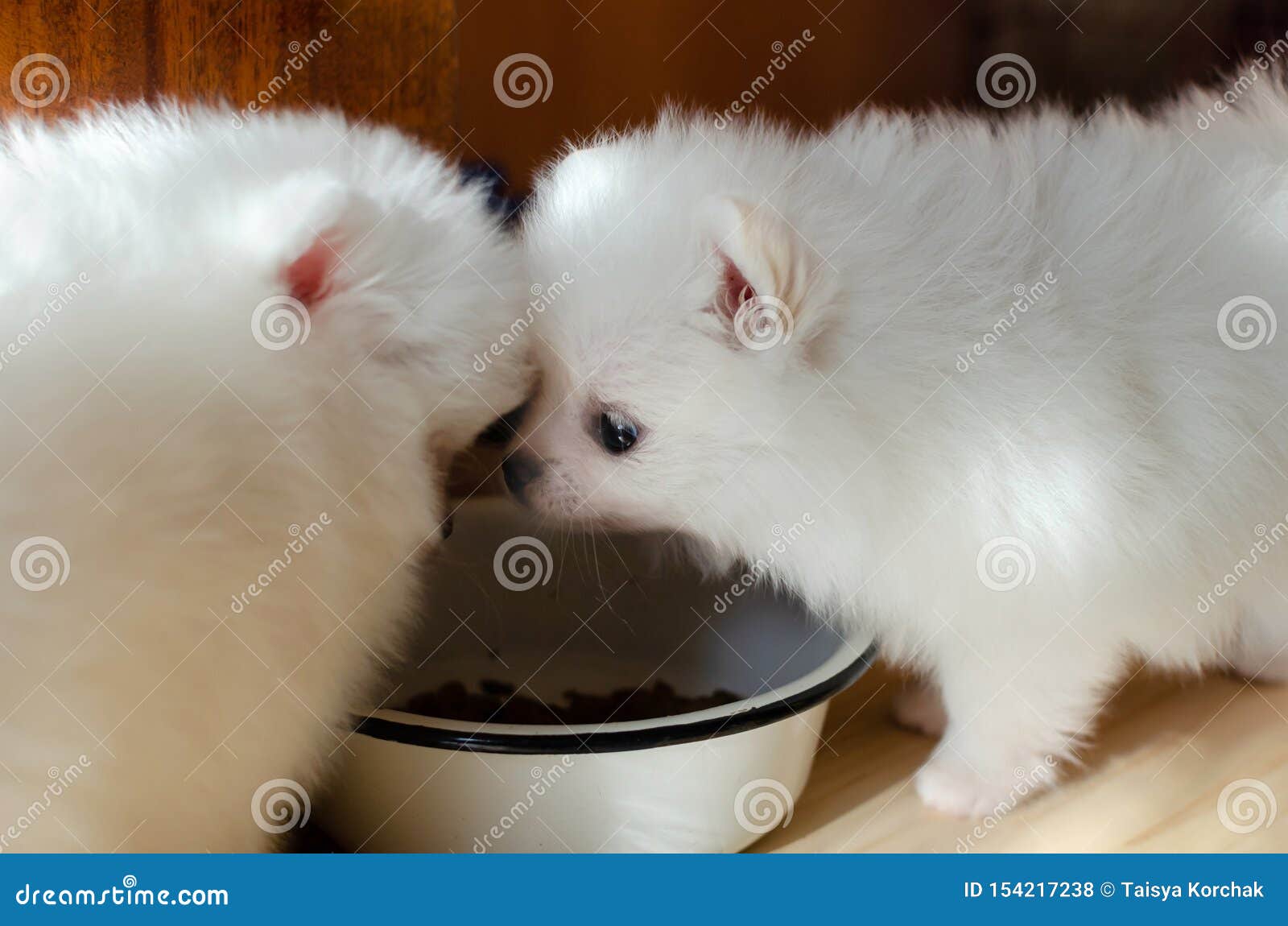 1 month old pomeranian puppy