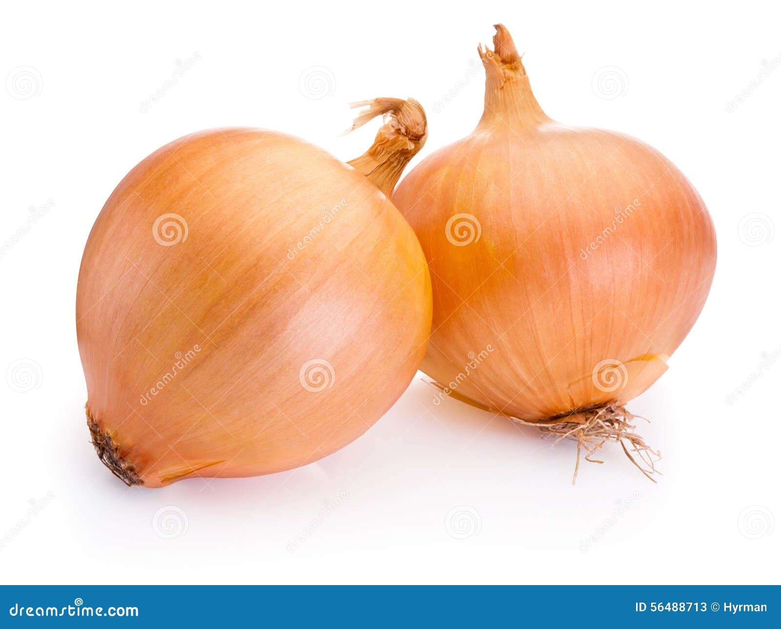 Two Onion Bulbs Isolated on White Background Stock Image Image of