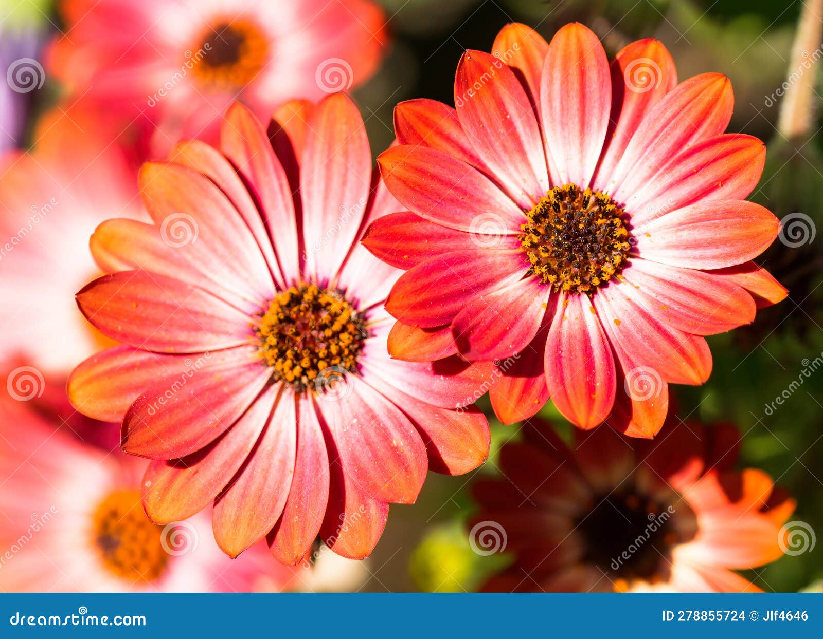 Two Orange African Daisies (Osteospermum) in Bloom Stock Photo Image