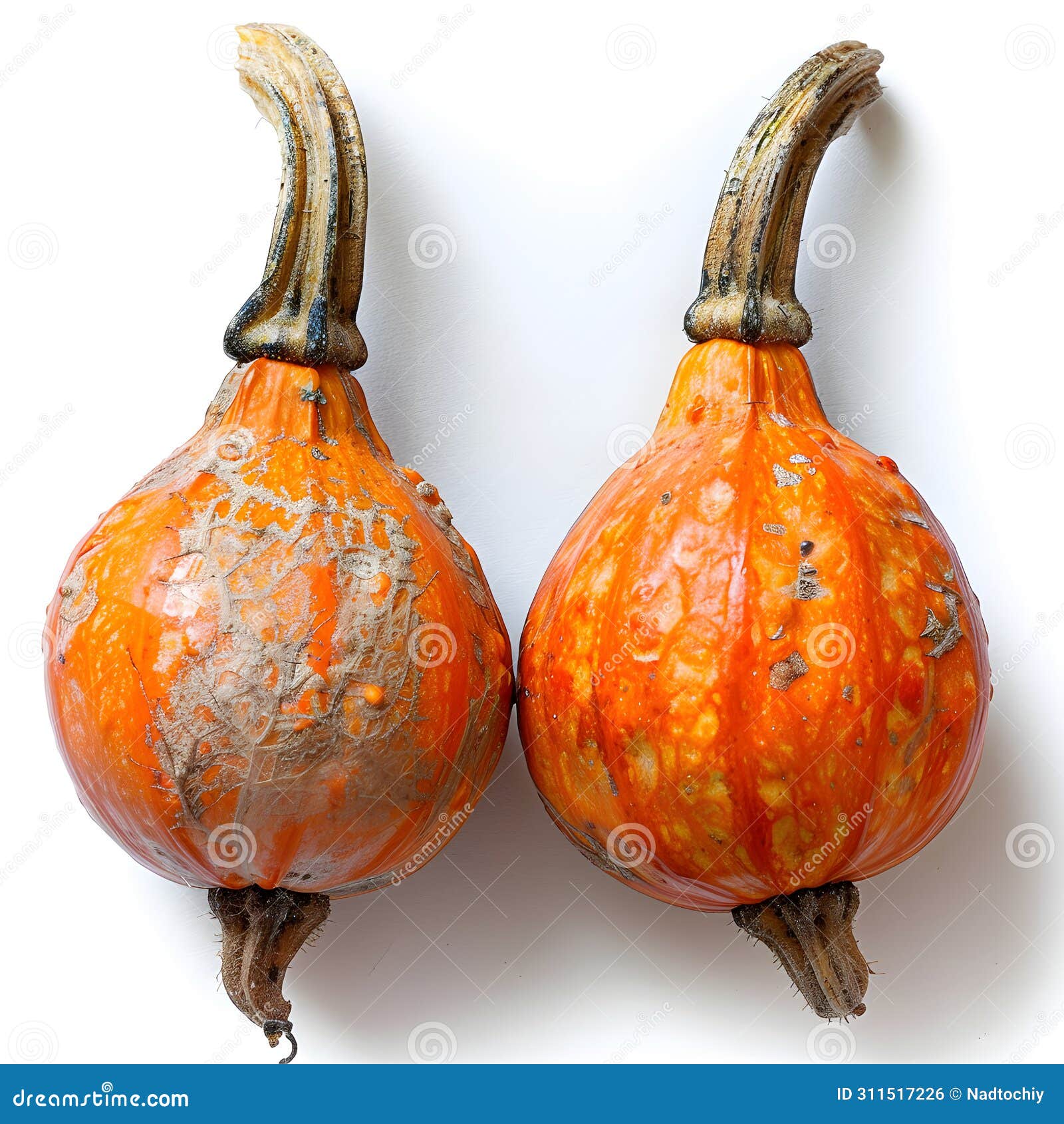 two orange calabaza pumpkins displayed on white surface