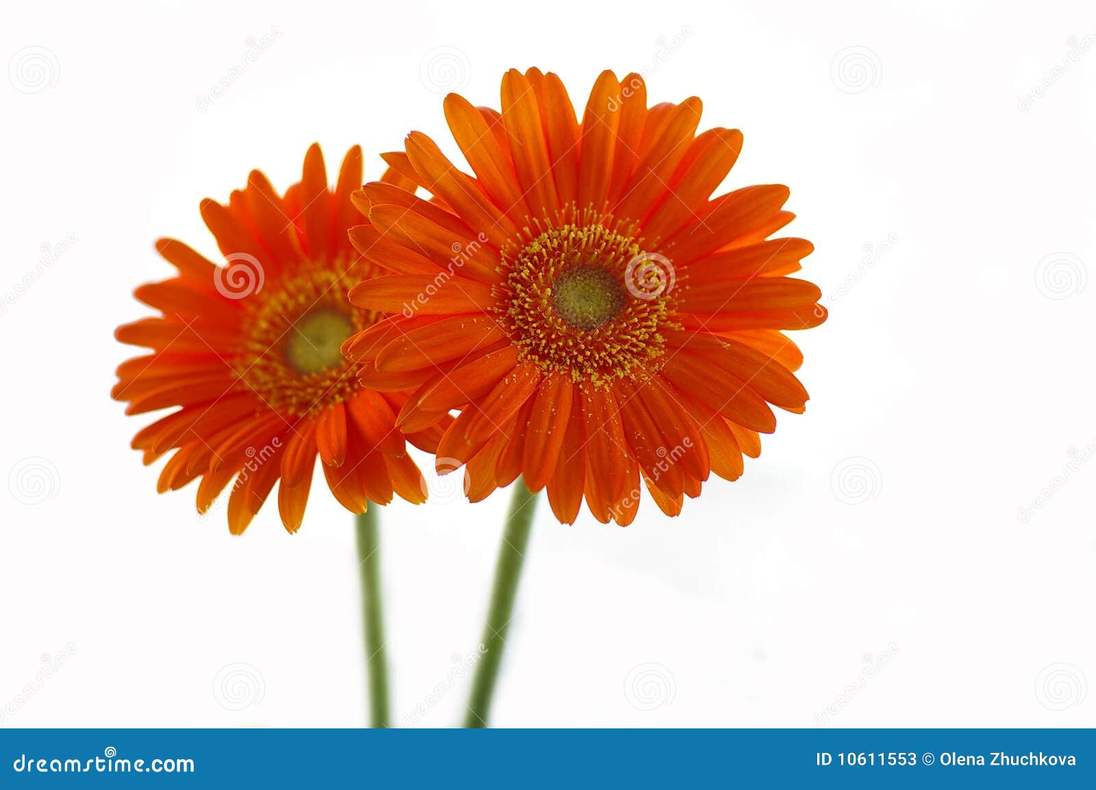 Two orange daisies stock image. Image of chamomile, spring 10611553
