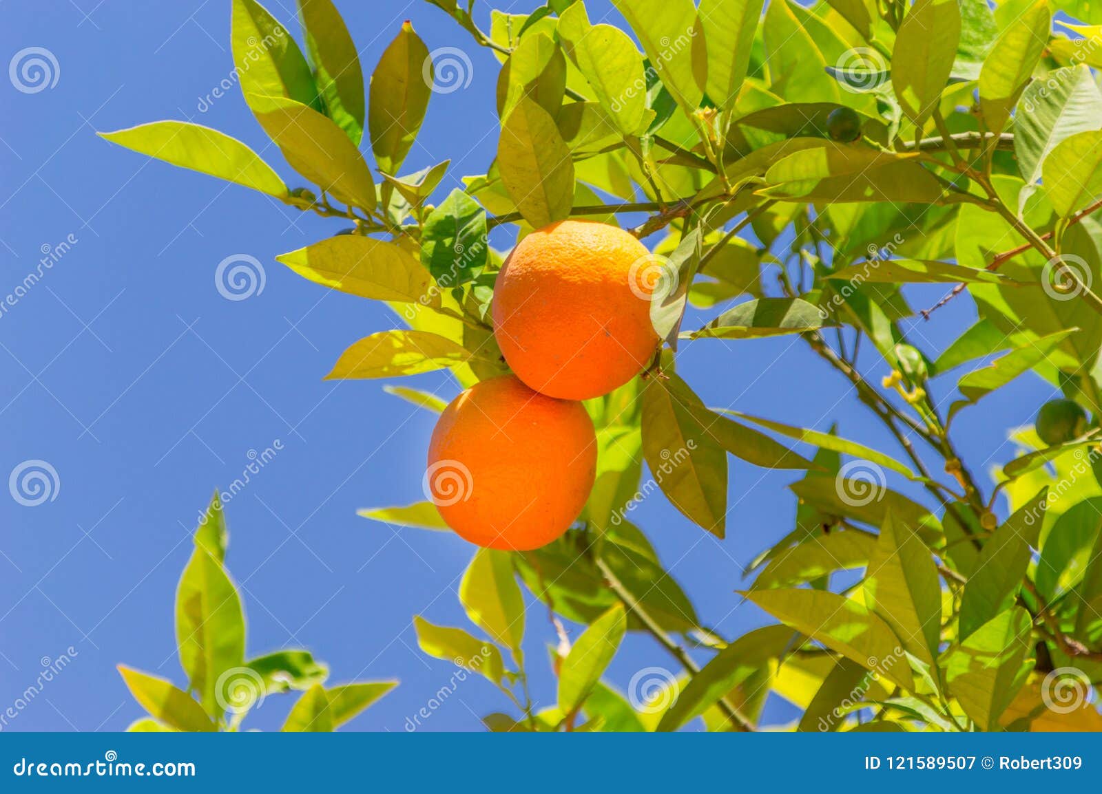 Two Orange Fruit on the Tree. Stock Image Image of blue, oranges