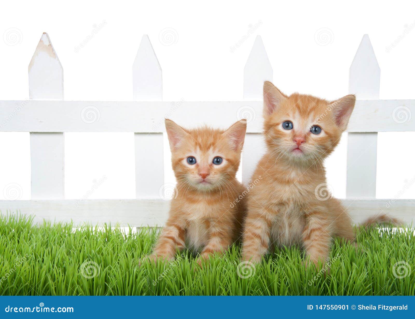 Nắm bắt cảm giác tươi mới ngập tràn với hai chú mèo cam đáng yêu ngồi trên cỏ xanh mơn mởn. Với bộ lông sáng bóng và khuôn mặt đáng yêu, chúng sẽ làm cho bạn cảm thấy đầy năng lượng và khích lệ.