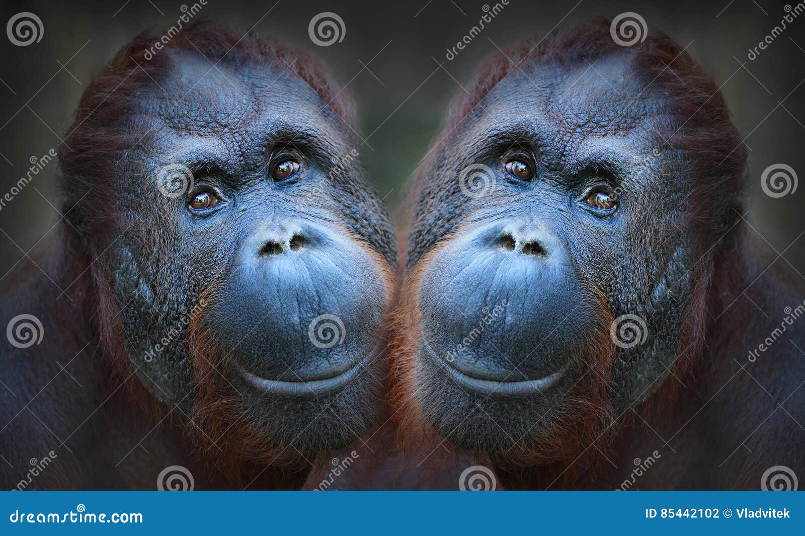 Two orangutans. stock photo. Image of love, captive, funny - 85442102