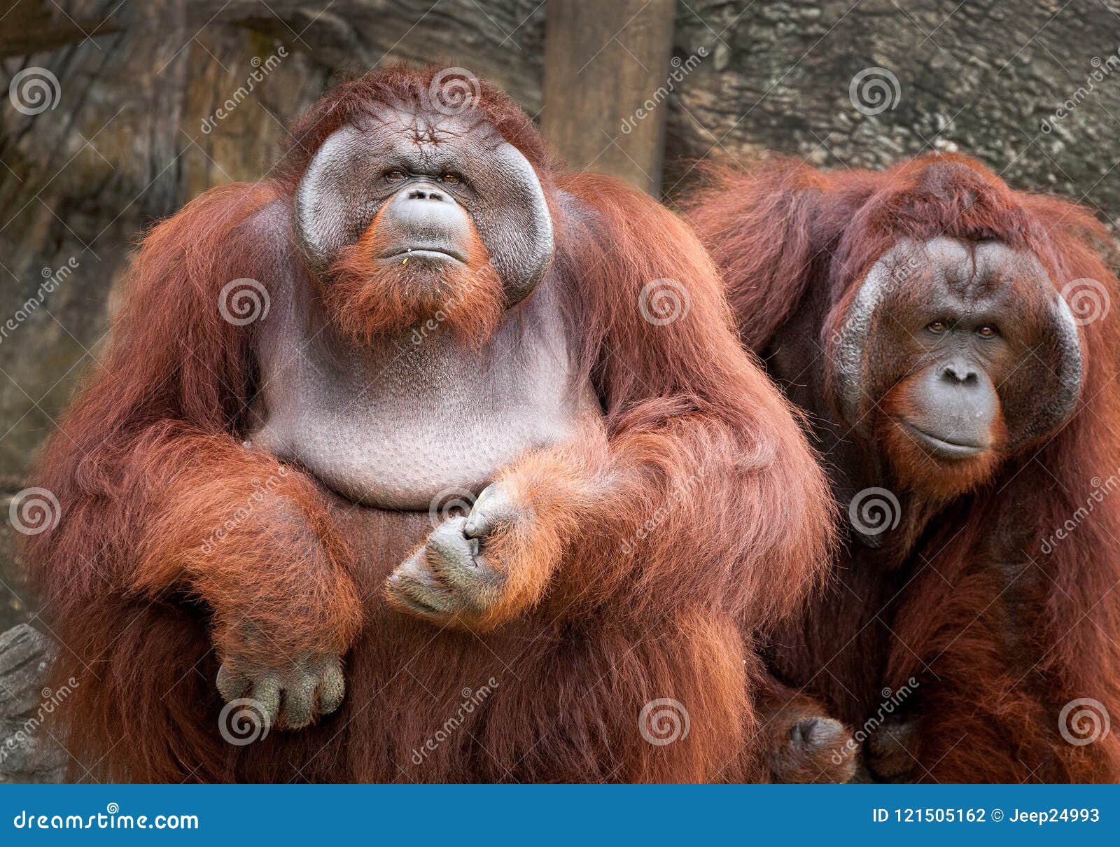 Two orangutan cute. stock photo. Image of orange, jungle - 121505162