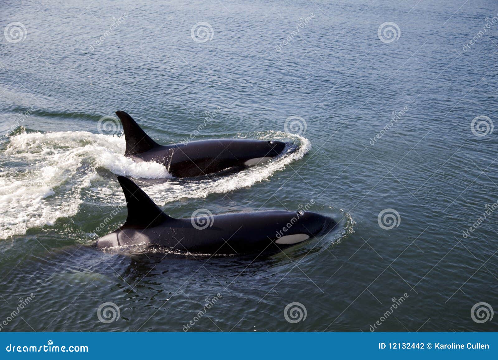 two orcas swimming