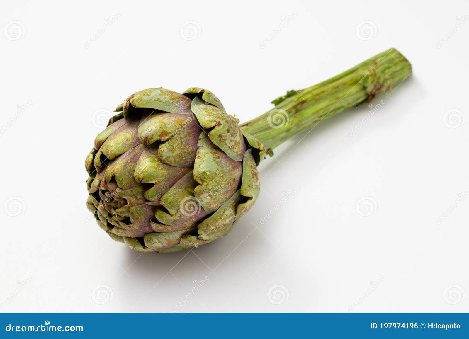 Two Organic Artichokes with a Piece of Stem on a White Surface Stock