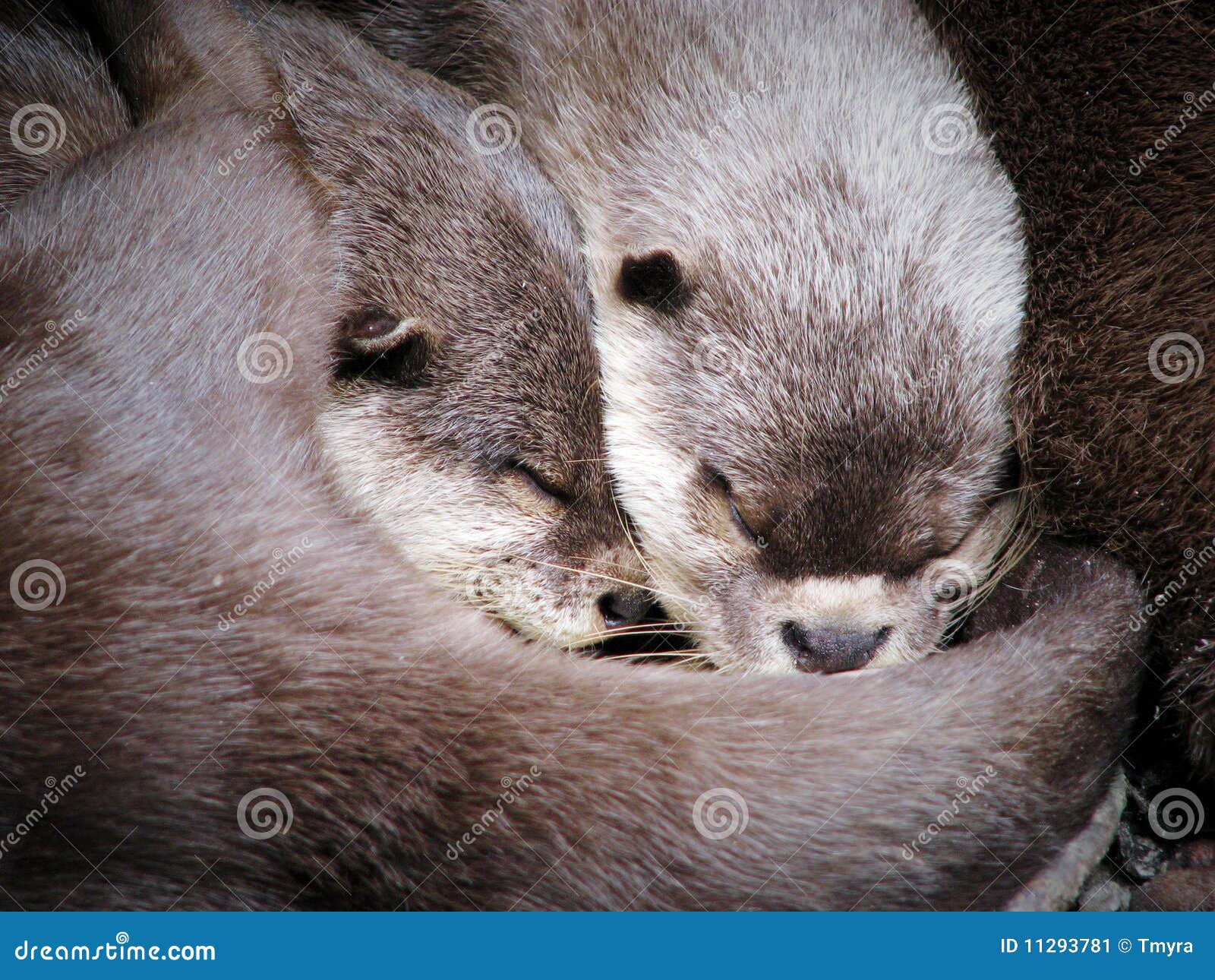 4,817 Animals Hugging Stock Photos - Free & Royalty-Free Stock Photos from  Dreamstime