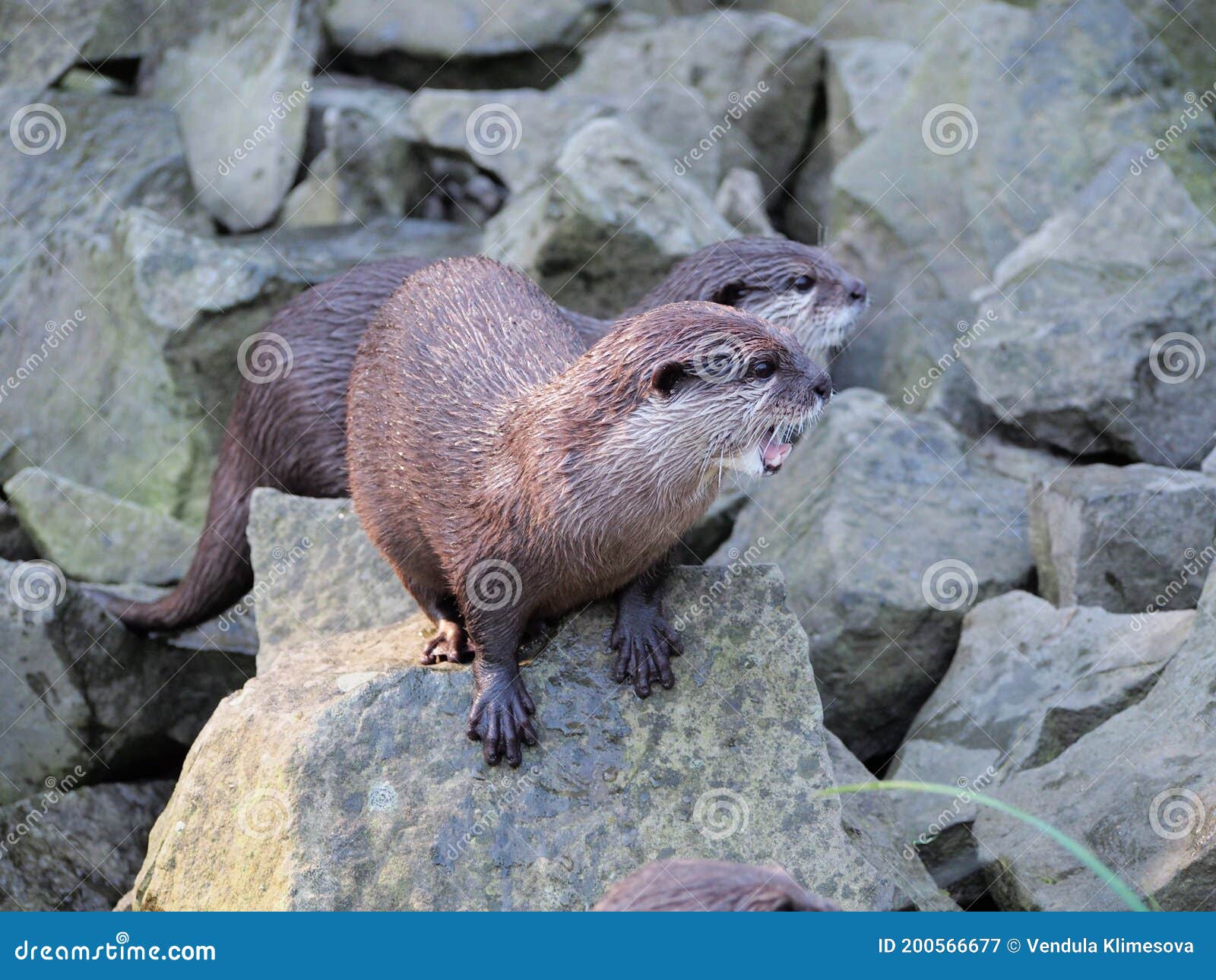 Otters on Rocks by the Water, Aquatic Animals, River Animals, Inhabitants of the Stream and Mountain Streams, Wet Shiny Fur Stock Image - Image of outdoor, fauna: 200566677 Otters on Rocks by the Water, Aquatic Animals, River Animals, Inhabitants of the Stream and Mountain Streams, Wet Shiny Fur Stock Image - Image of outdoor, fauna: 200566677