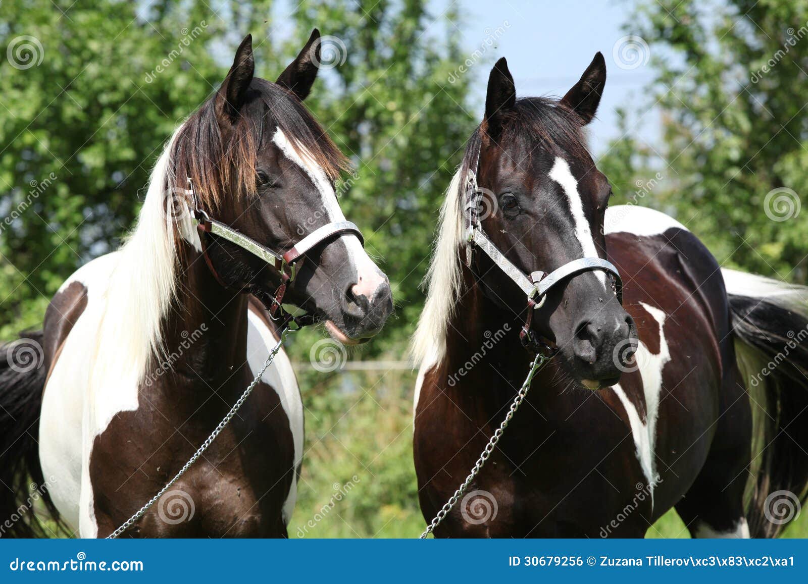 Two Paint Horses with Halters Stock Photo Image of outside, portrait