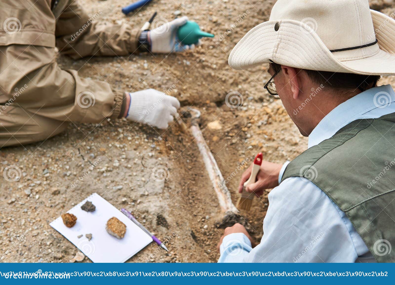 Paleontologists Have Discovered A Fossil In The Desert Stock Image paleontologists-have-discovered-a-fossil-in-the-desert-stock-image