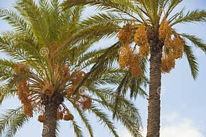 Palm Trees With Dates Stock Photo Image Of Plant Fruit 25630886