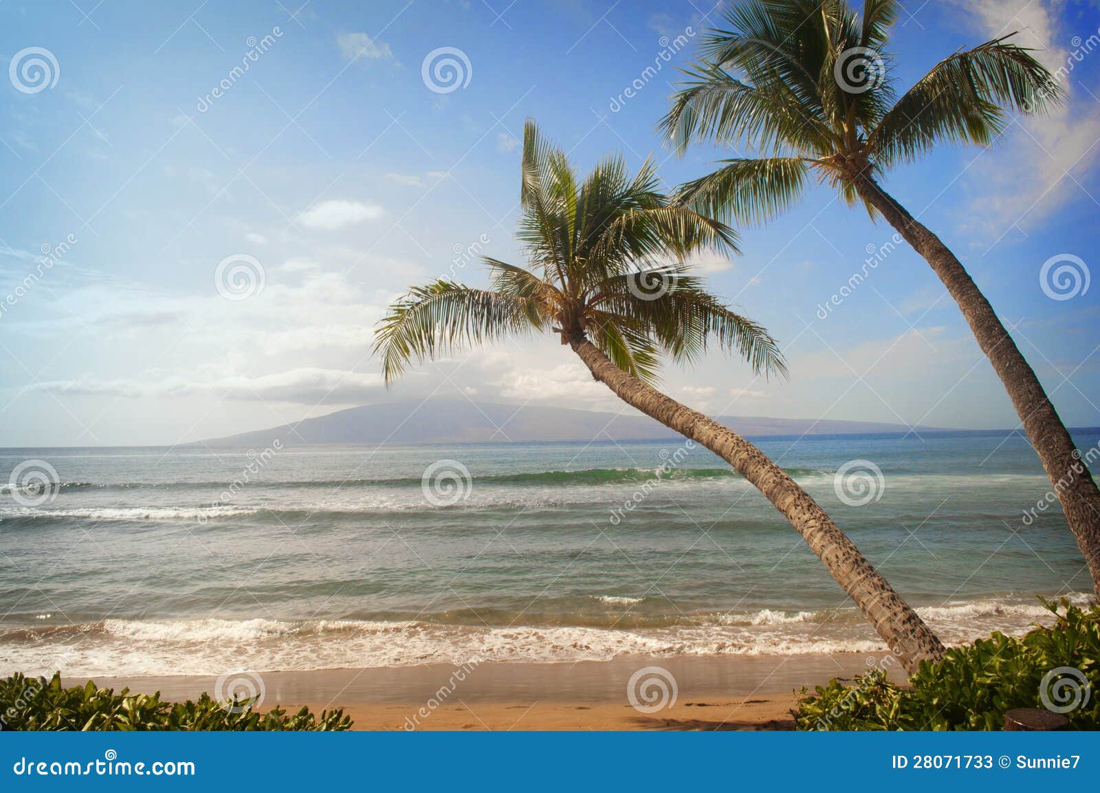 Two Palm Trees Lean on Tropical Beach Ocean View Stock Image - Image green, golden: 28071733