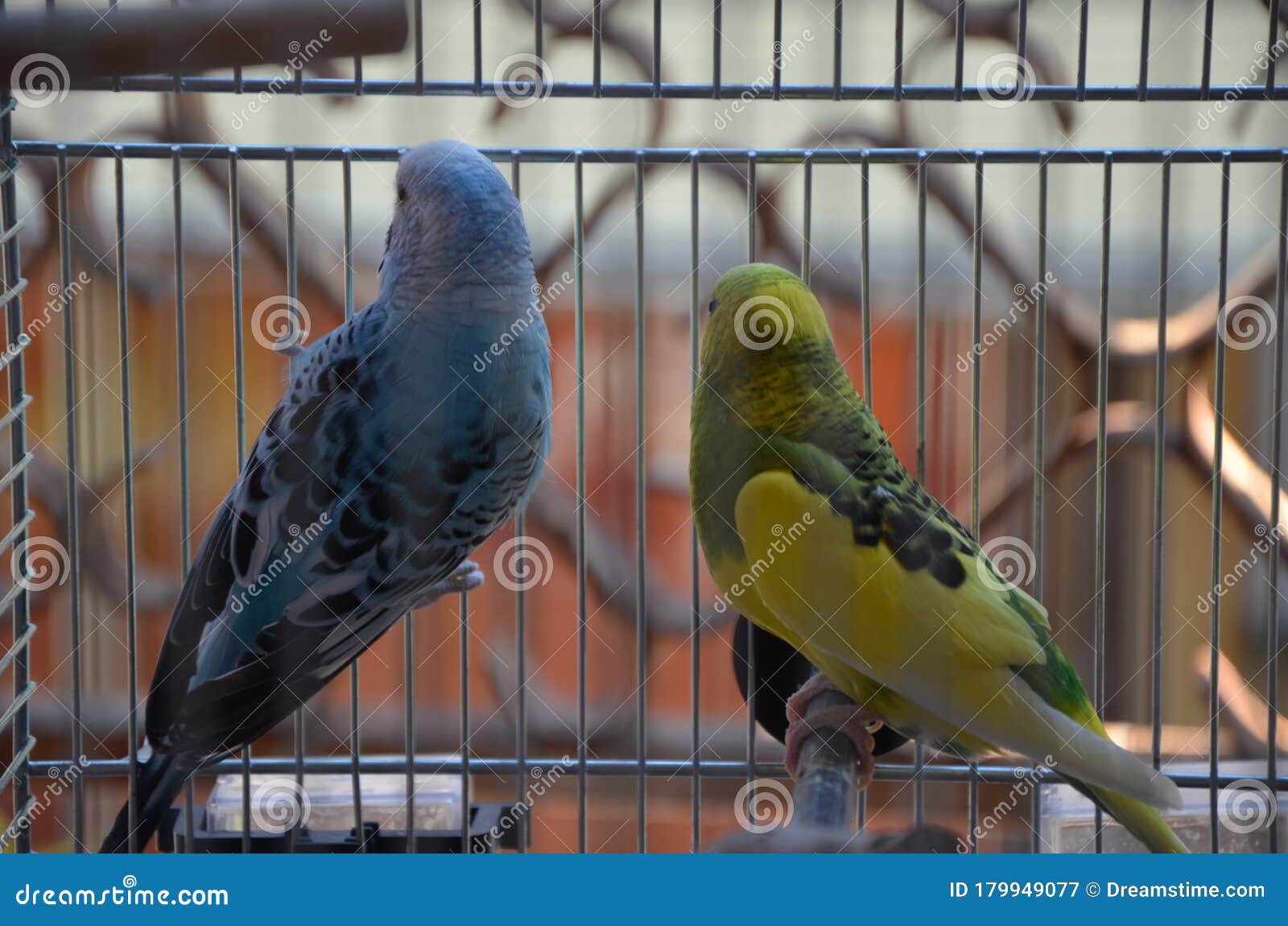 Two parrots in a cage stock image. Image of parrots 179949077