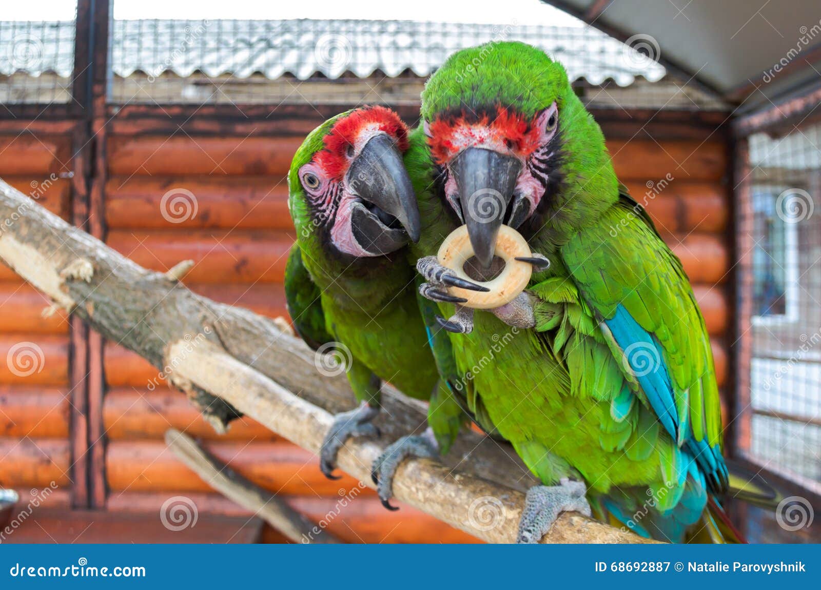 two parrots contend for a bagel