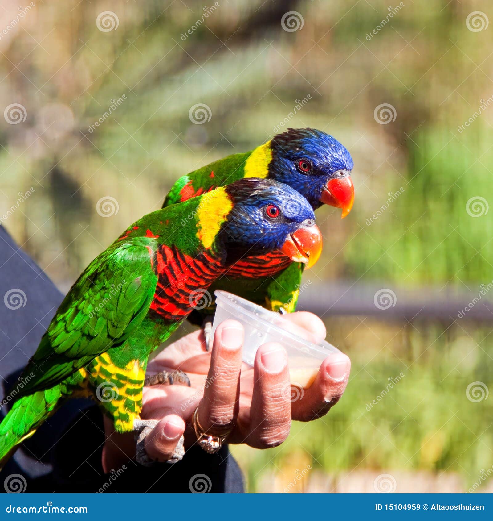 Two Parrots Eating from a Cup Stock Image Image of colorful, blue