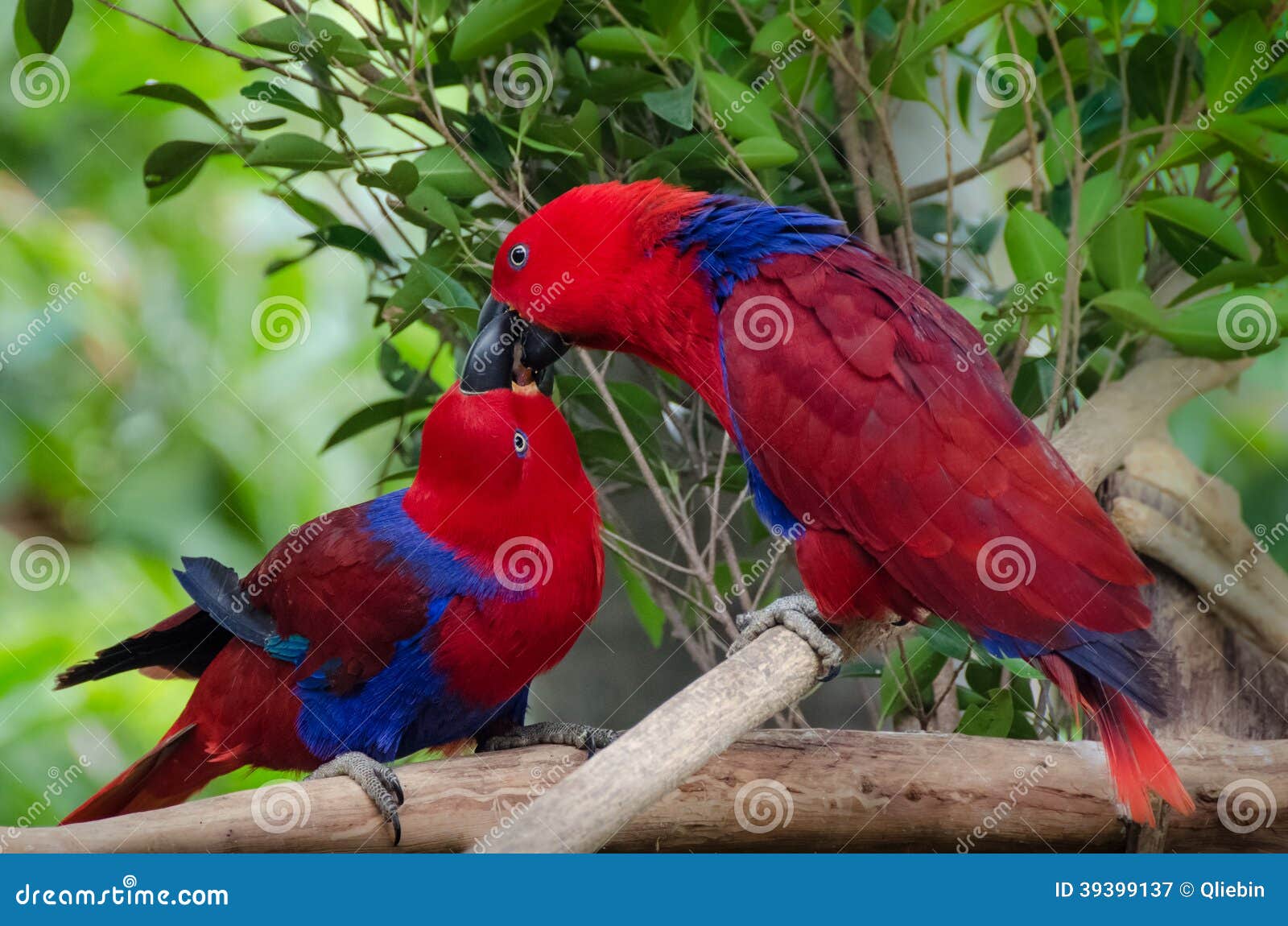 Featured image of post Love Birds Kissing Hd Images - Polish your personal project or design with these love birds kissing transparent png images, make it even more personalized and more attractive.